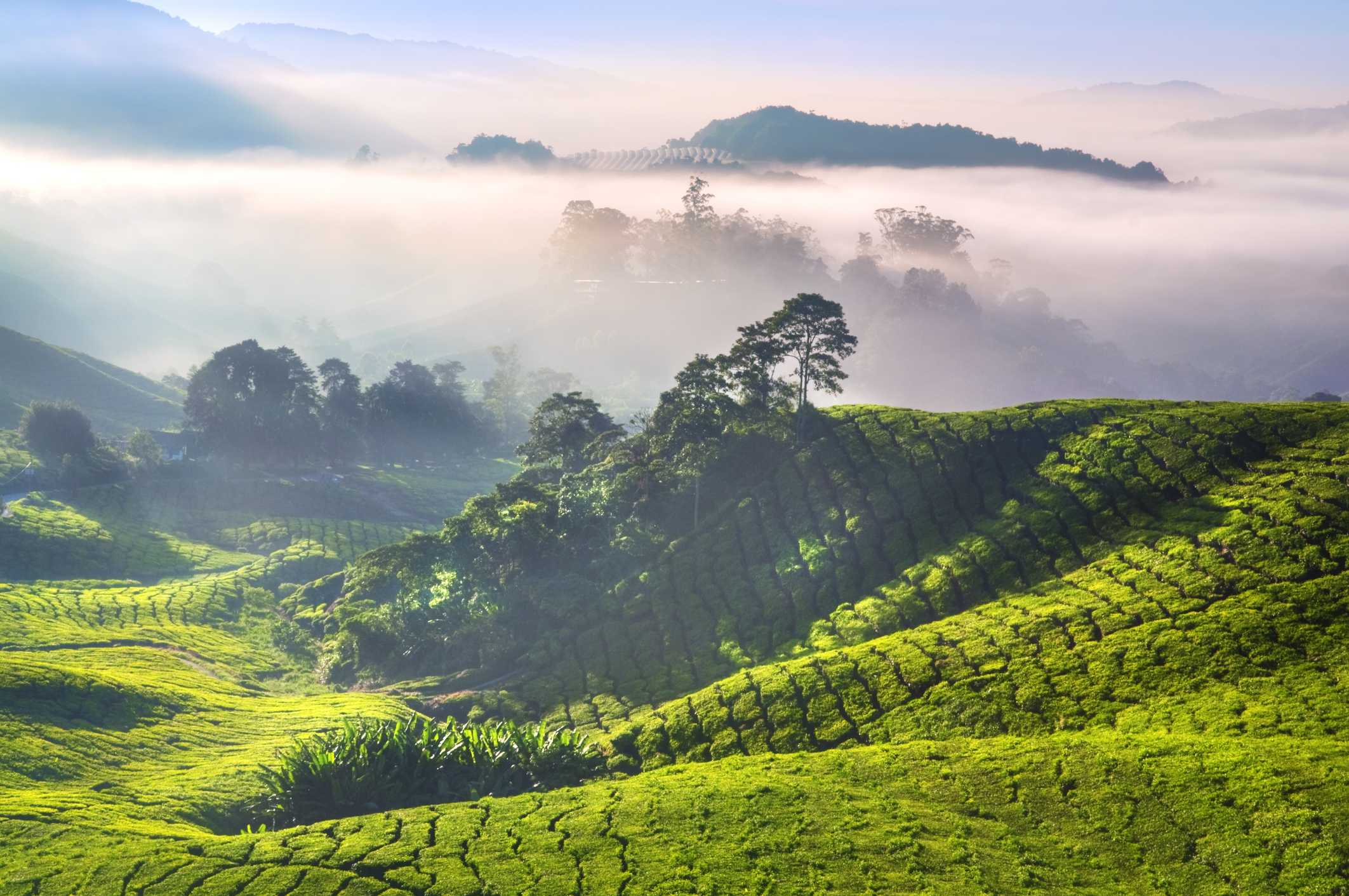 CameronHighlands_iStock-147919406©szefei .jpg View over Cameron Highlands