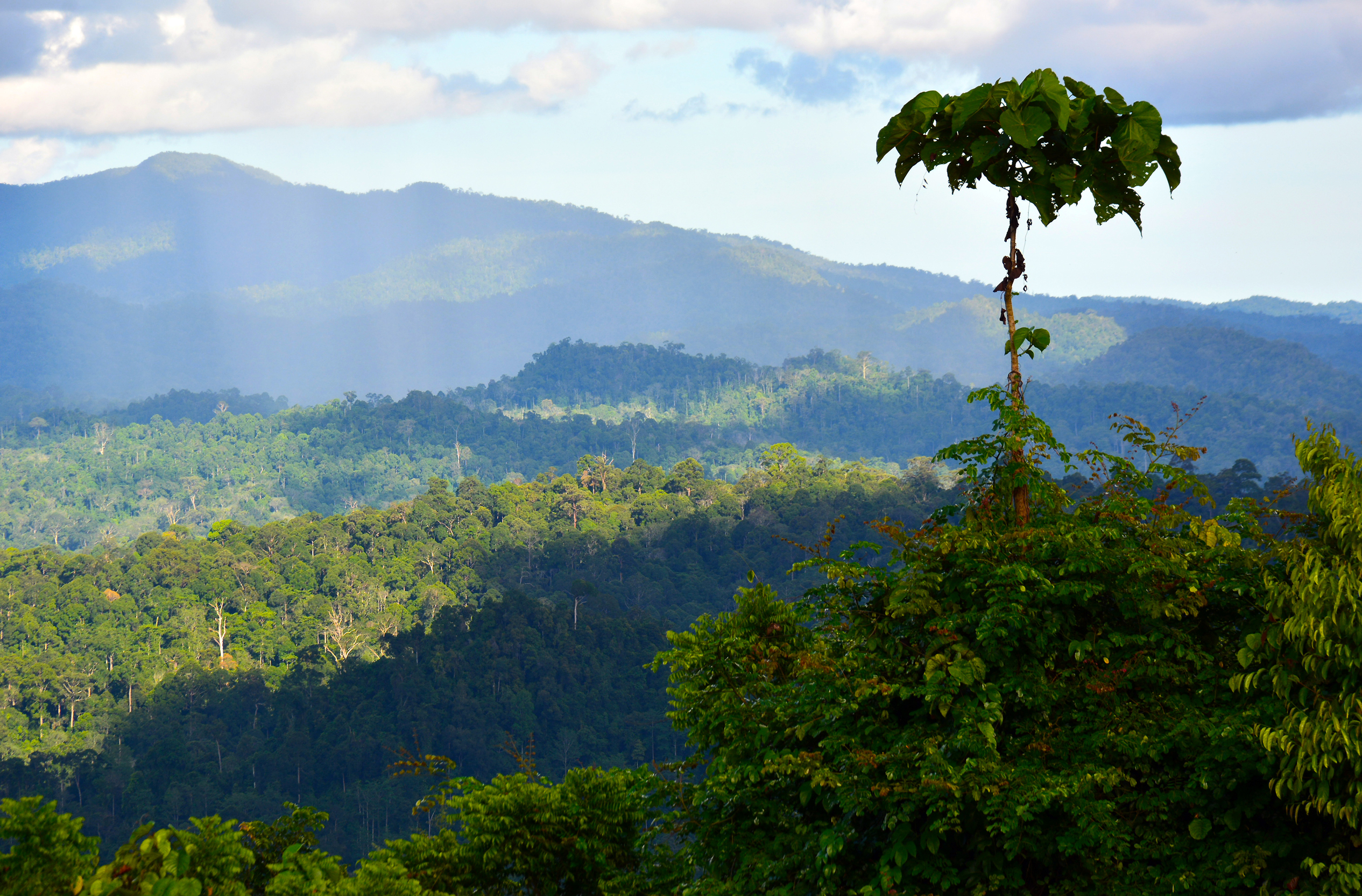 Danum-Valley_iStock-636764900©Oknopo .jpg View of the canopy in Danum Valley