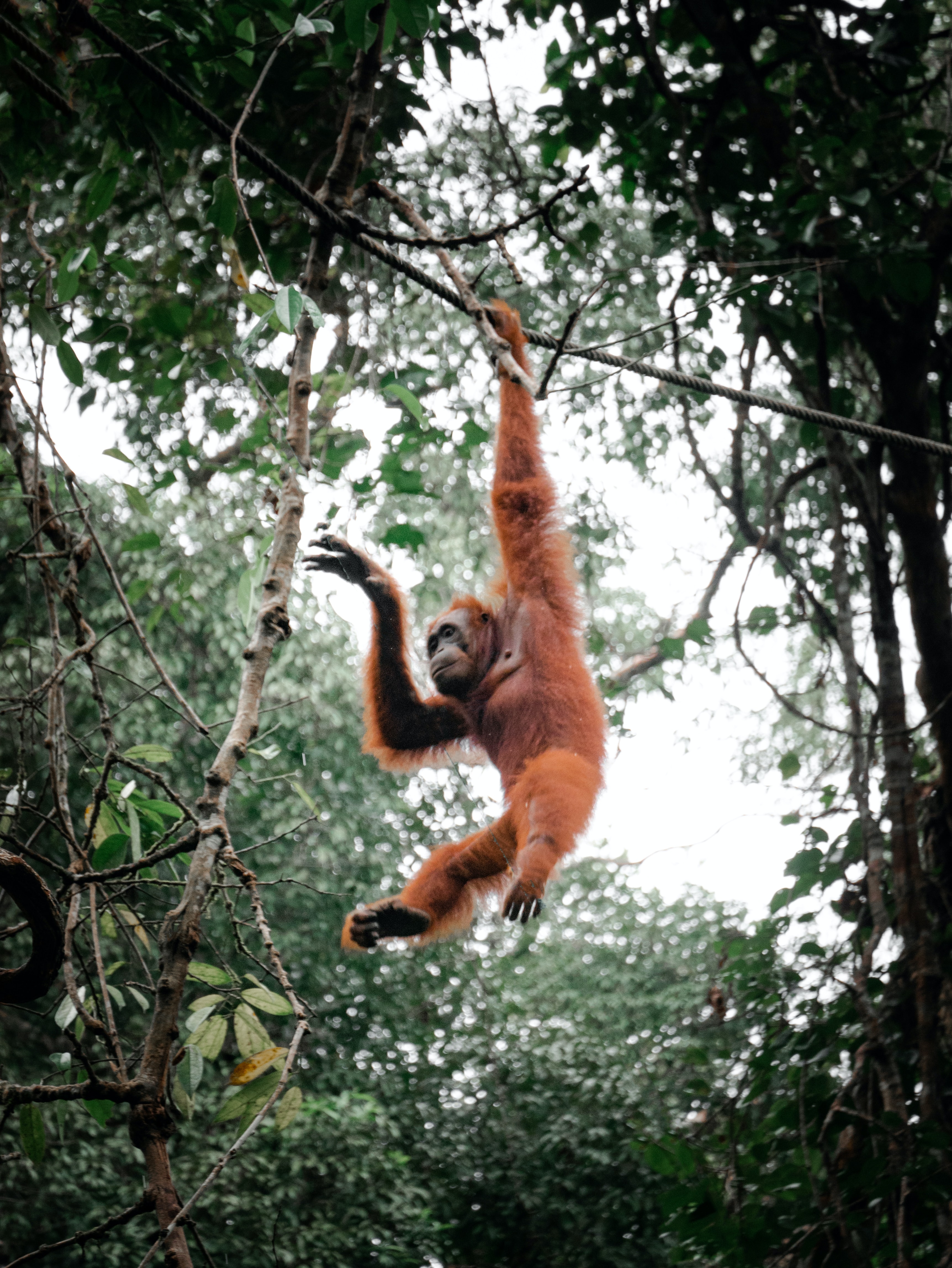 EXPERIENCE Borneo - Kuching - Semenggoh Orangutan Sanctuary - Pat Whelen (Unsplash).jpg Orangutan swinging from tree in Semenggoh Orangutan Sanctuary - Pat Whelen