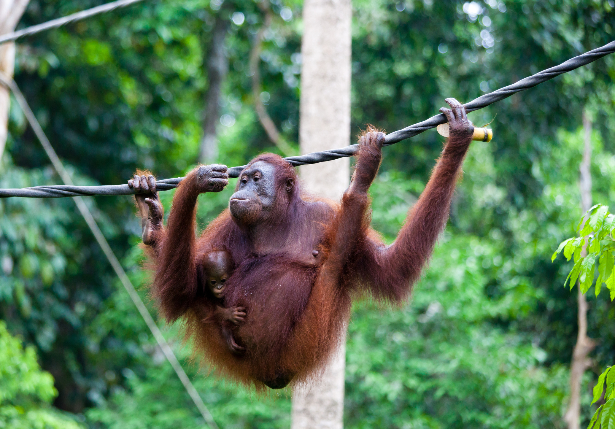 Orangutan at Sepilok