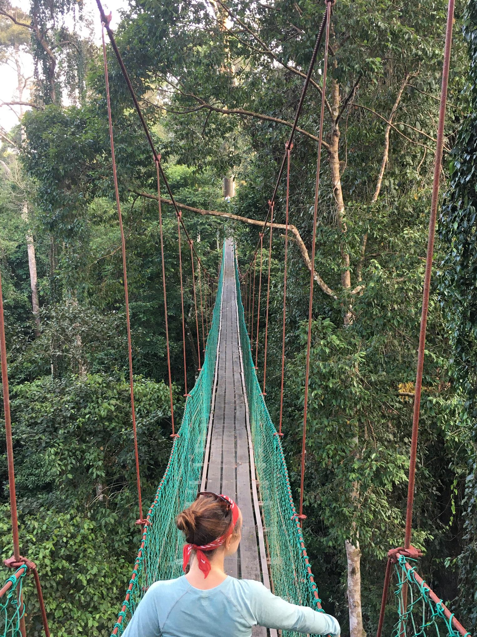 Canopy walkway in Danum Valley