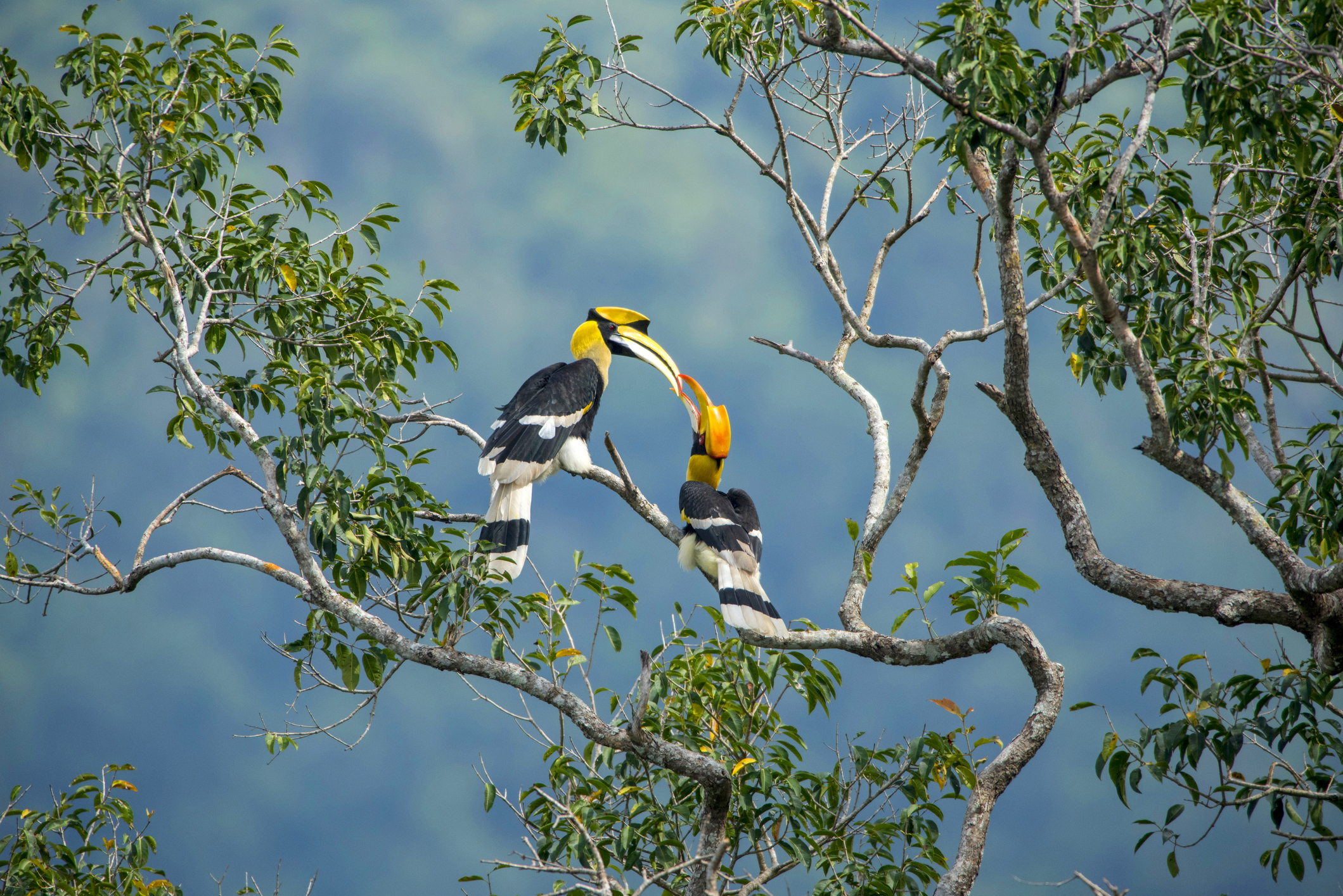 Birds in Borneo