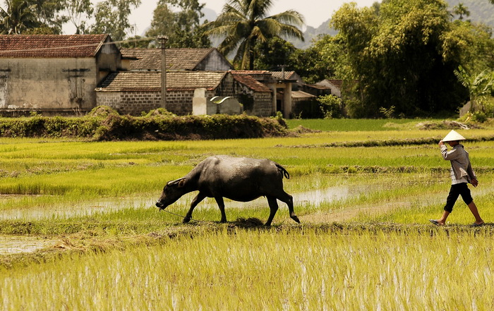 Going Green in Hoi An Vietnam experience with InsideAsia.jpg Farming with buffalo in Triem Tay village, near Hoi An