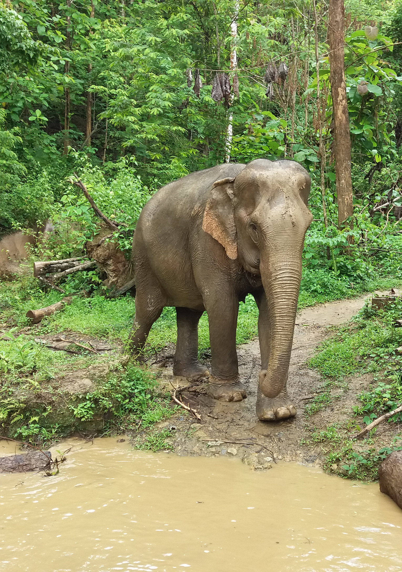 LuangPrabang_Elephant_resize.jpg Elephant at Mandalao Sanctuary near Luang Prabang