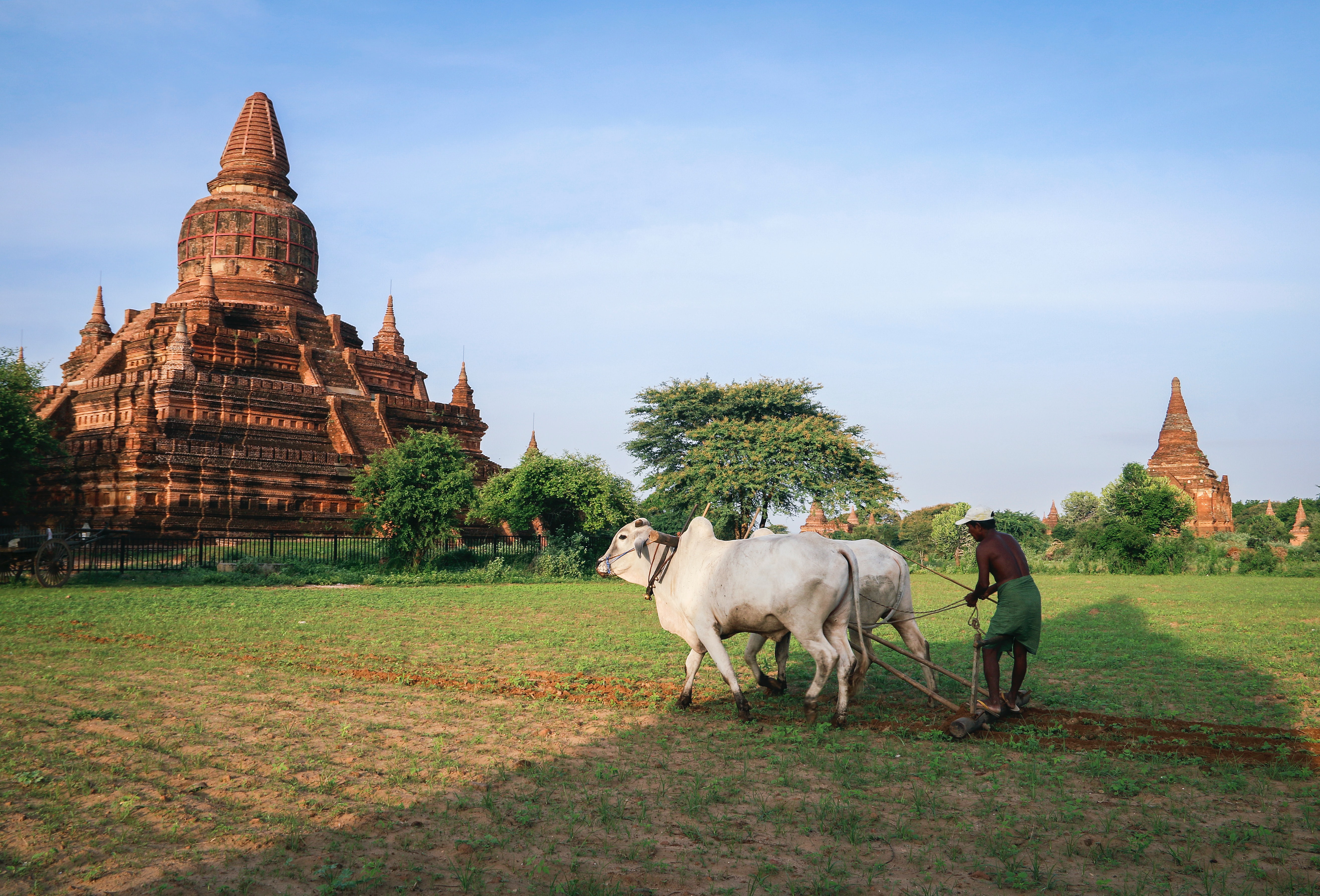 A farmer working an ox pulled cart beneath a teample in Bagan