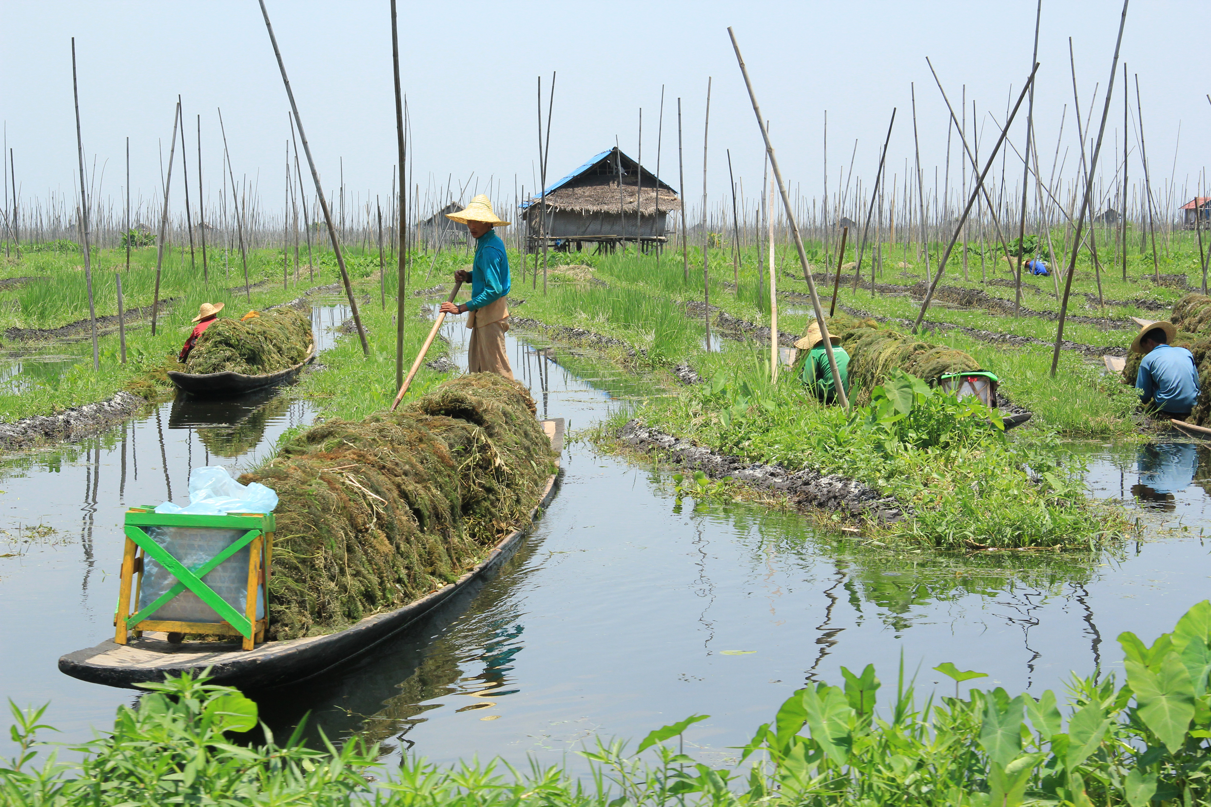 Myanmar---Inle-Lake--Harvest-Time--Chris-G_resize.jpg Harvest time on Inle Lake