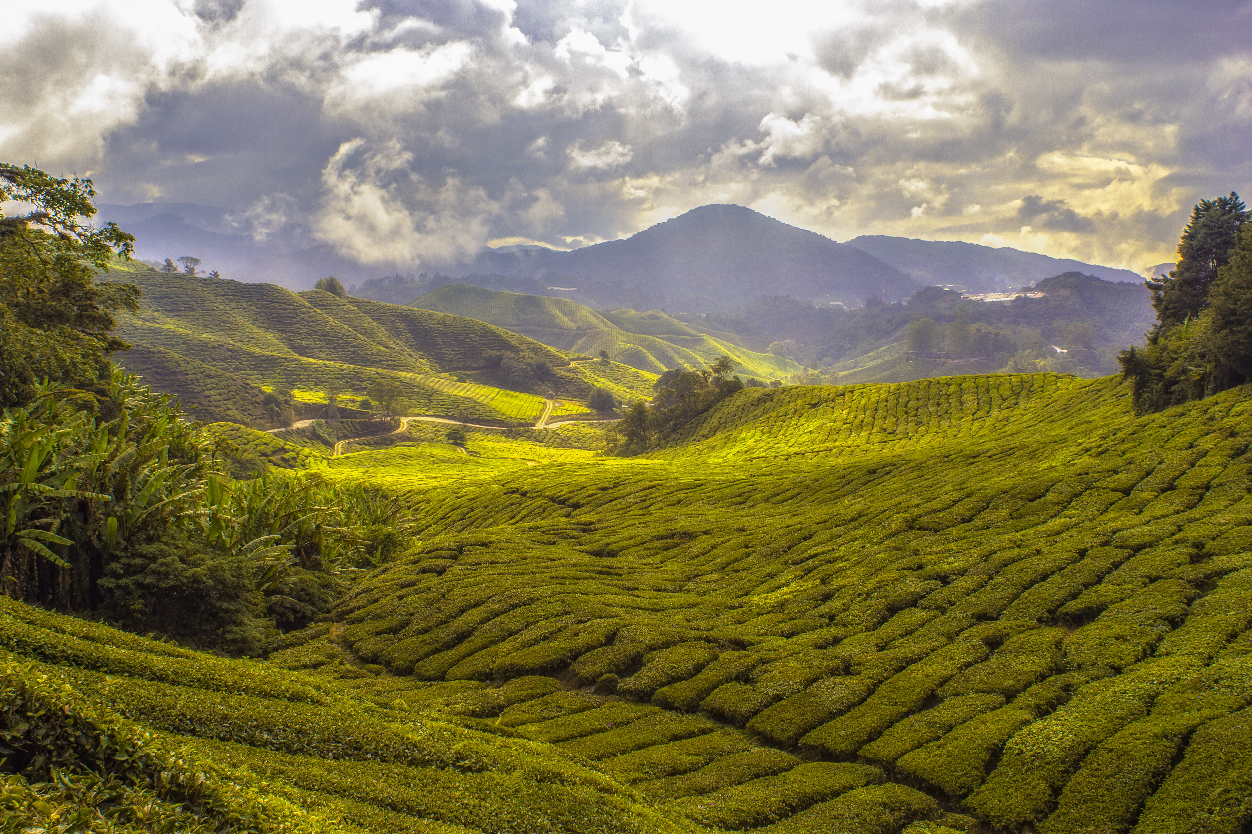 Хозяйство малайзии. Камерон Хайлендс Малайзия. Чайные плантации в Китае. Тайвань чайные плантации. Шри Ланка чайные плантации.