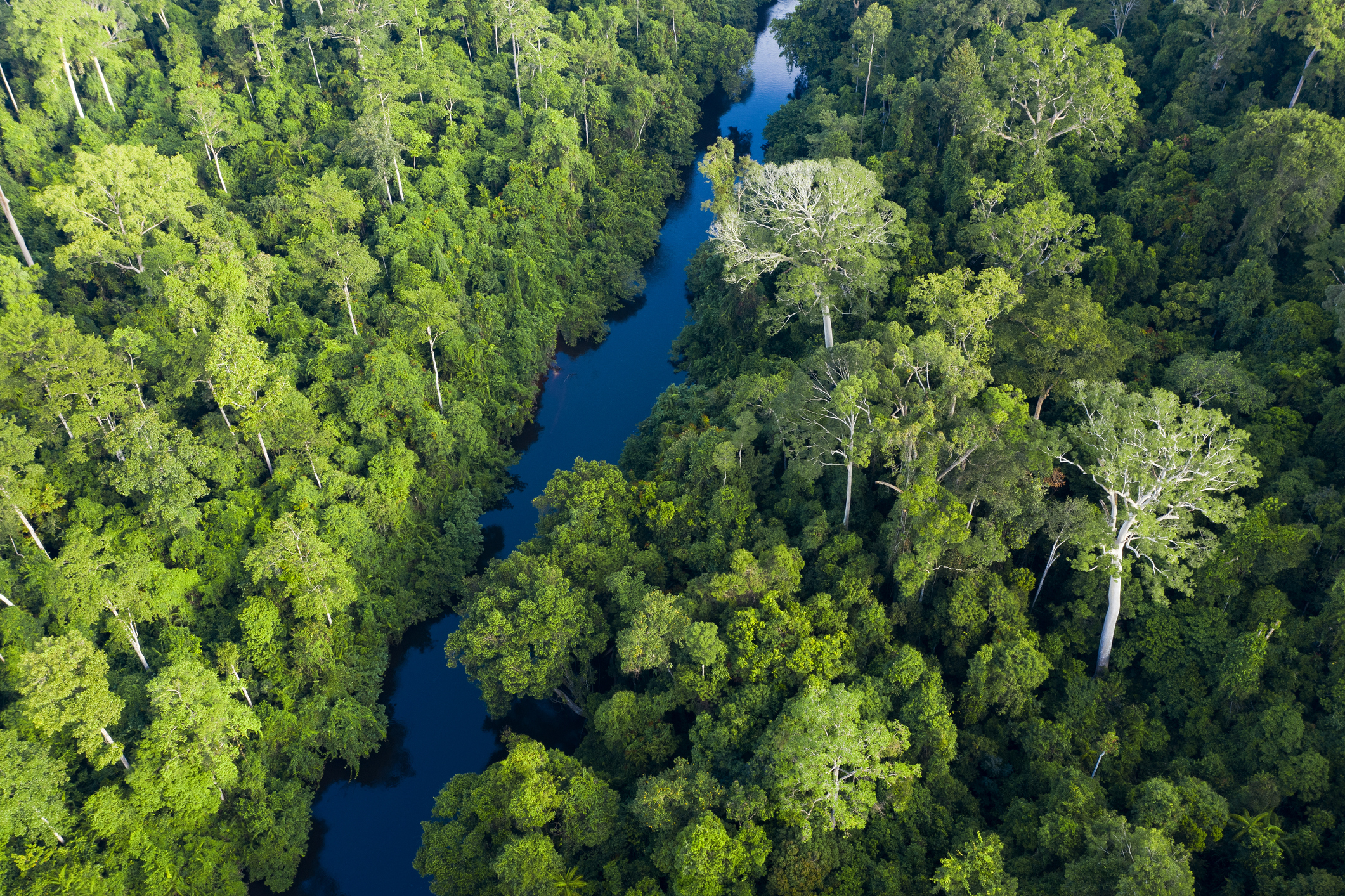 PLACE PAGE TN-1187612135©Travel Wild .jpg Aerial view of Taman Negara National Park