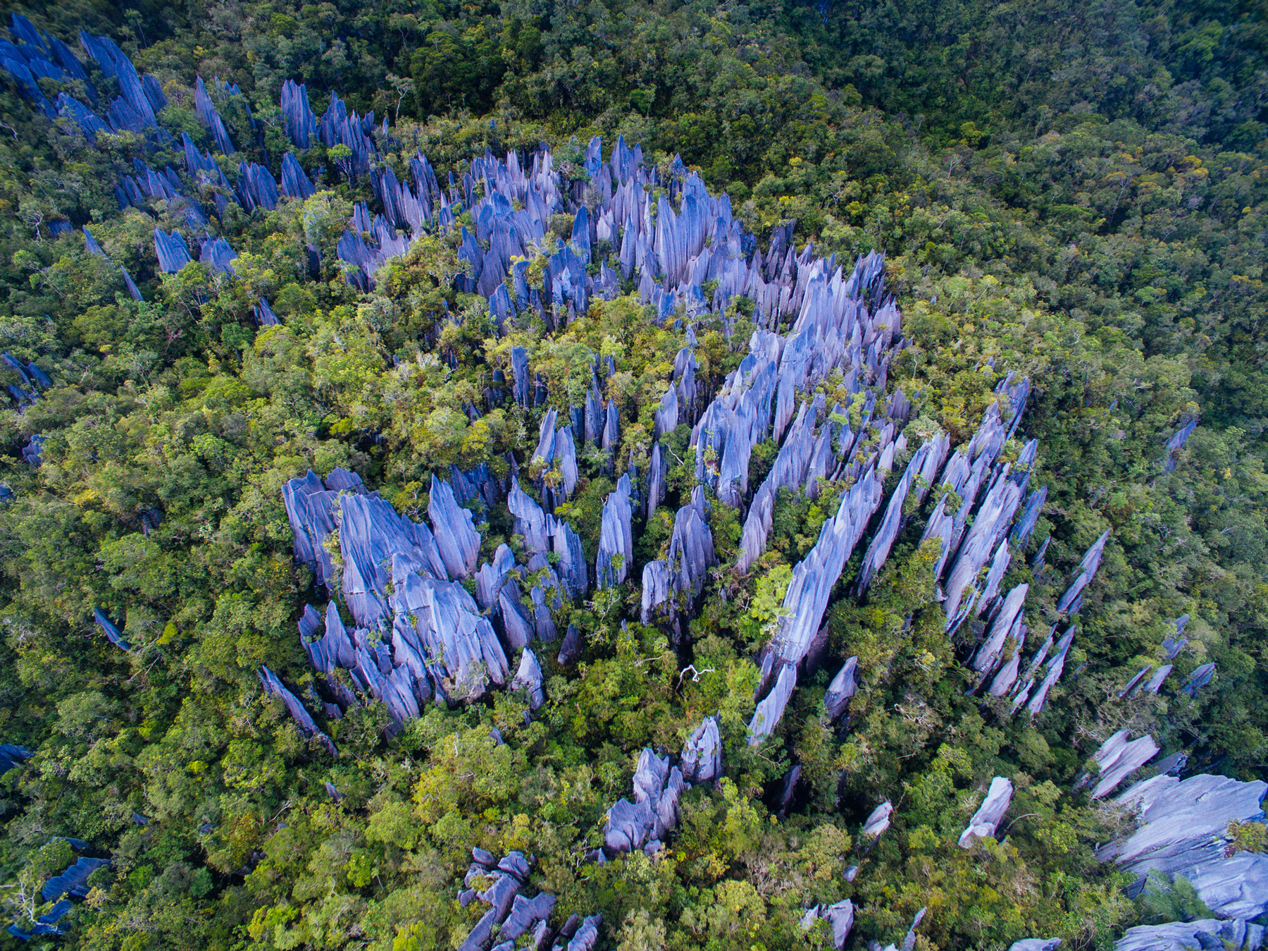 Mulu_National_Park_Pinnacles_Jameslsy_Hero.jpg Jagged rock pinnacles shoot out of the jungle at Mulu National Park in Borneo