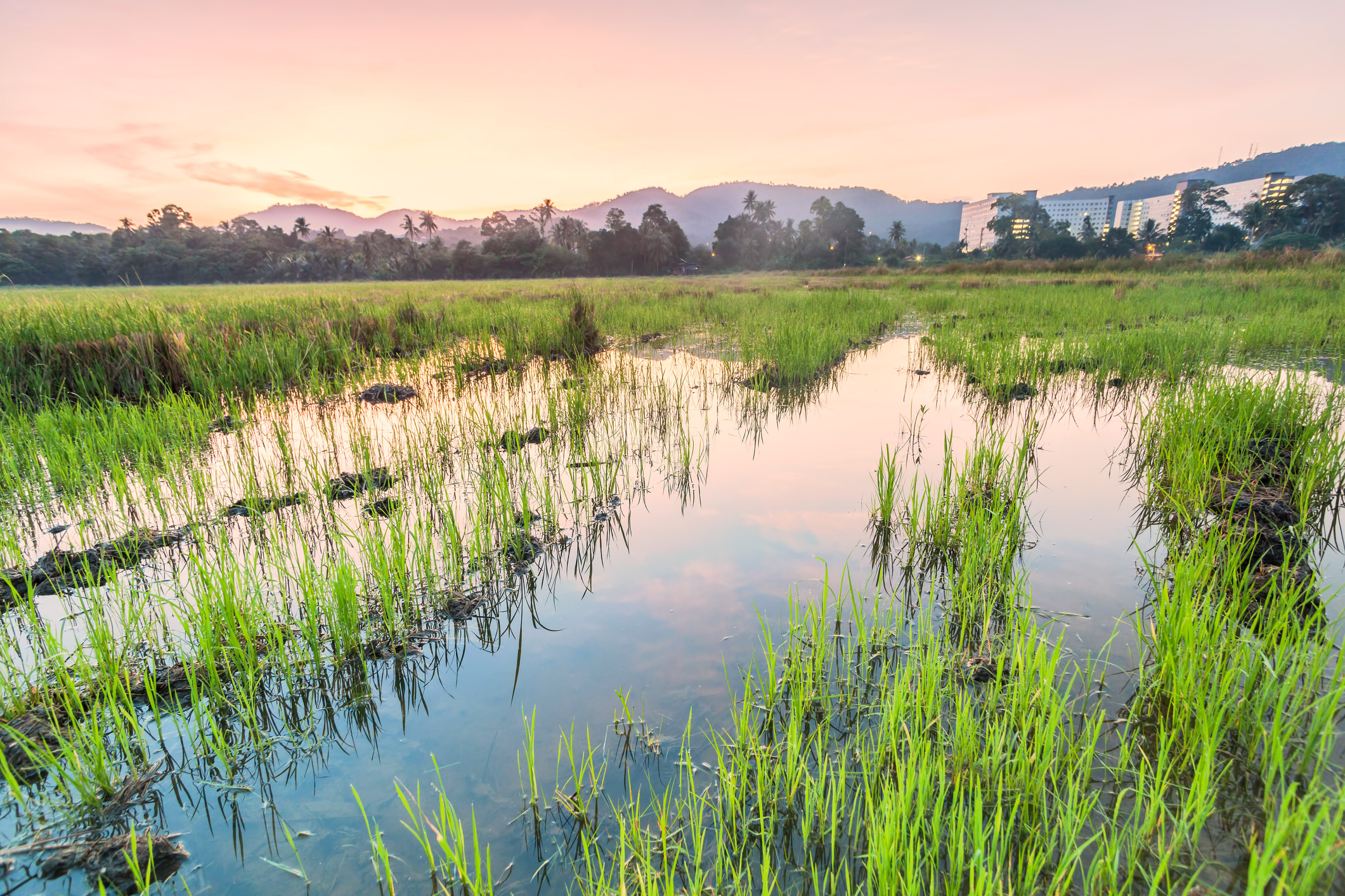 Penang_Stock-1166404986©KeongDaGreat .jpg Rice fields near Penang