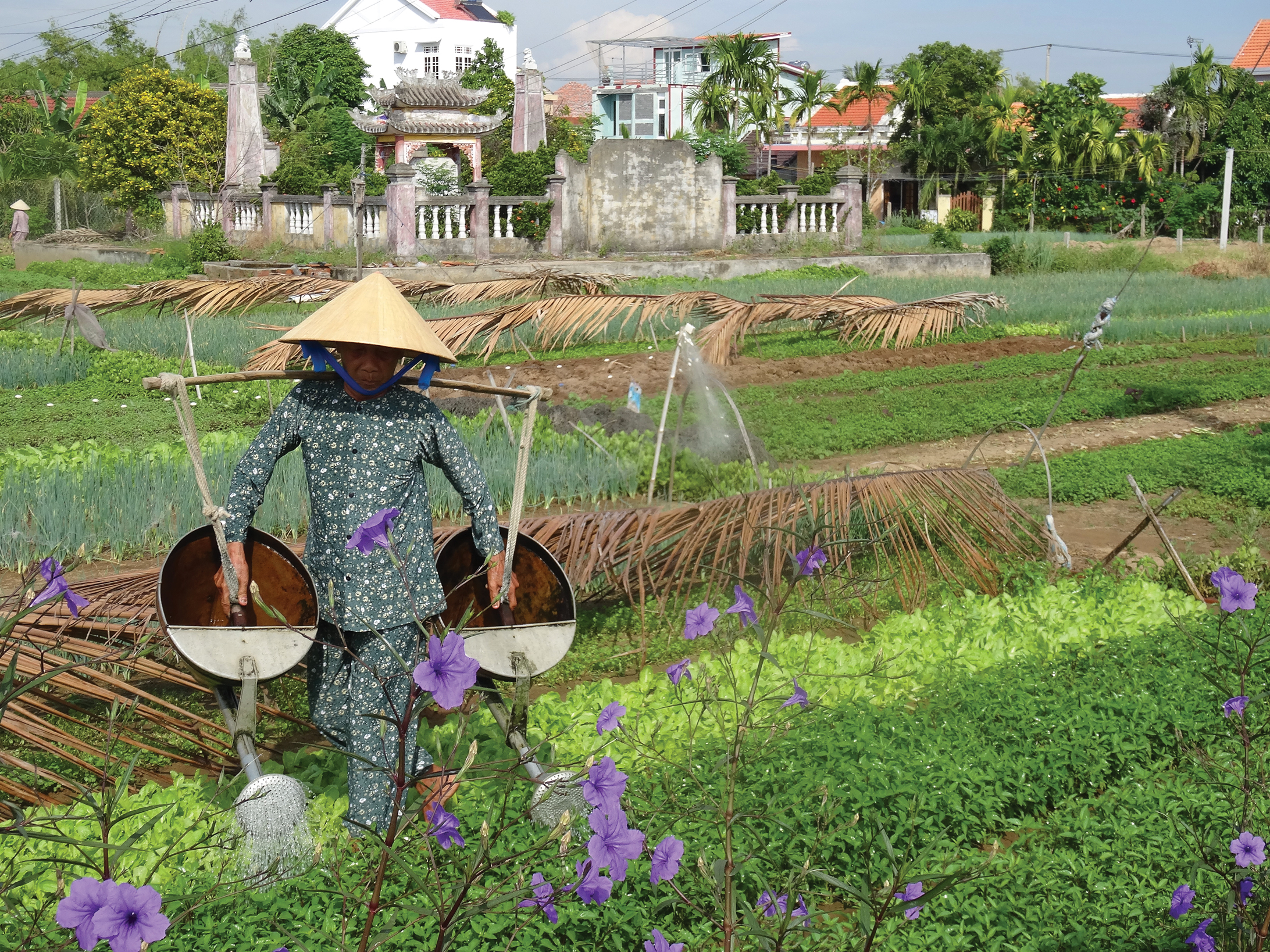 VGH_Hoi-An_Farming_Spiller_resize.jpg Farming in Vietnam