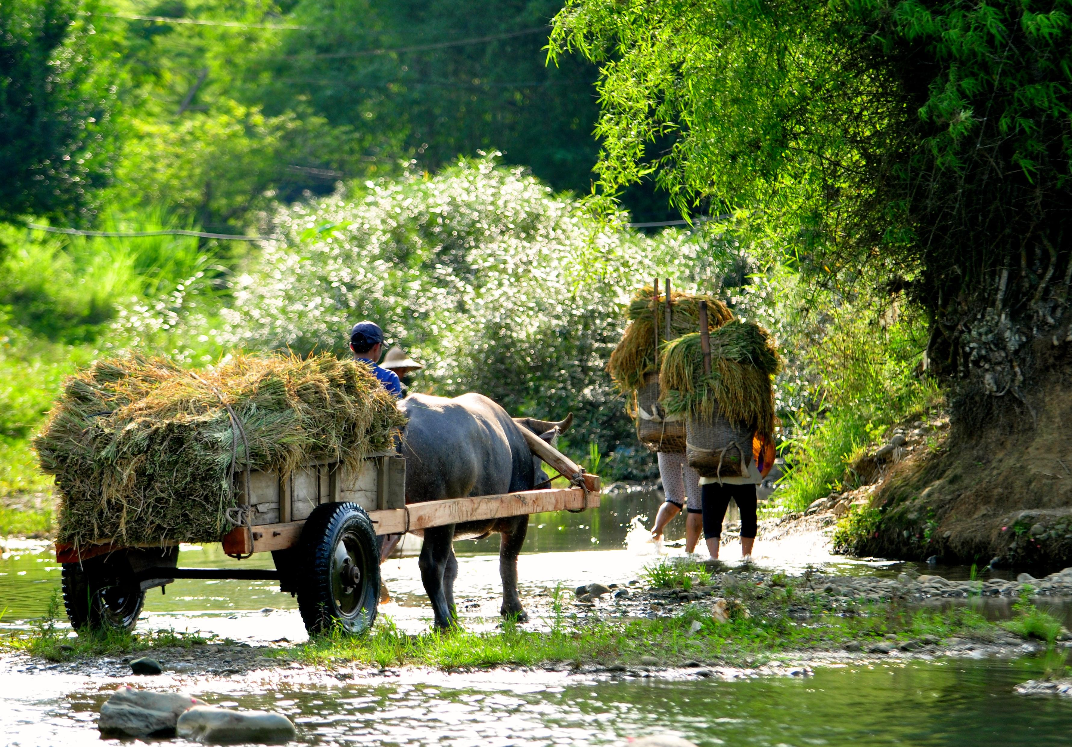 Vietnam- Puluong- Ox Cart - Chris G (wecompress.com).jpg Ox cart in Pu Luong