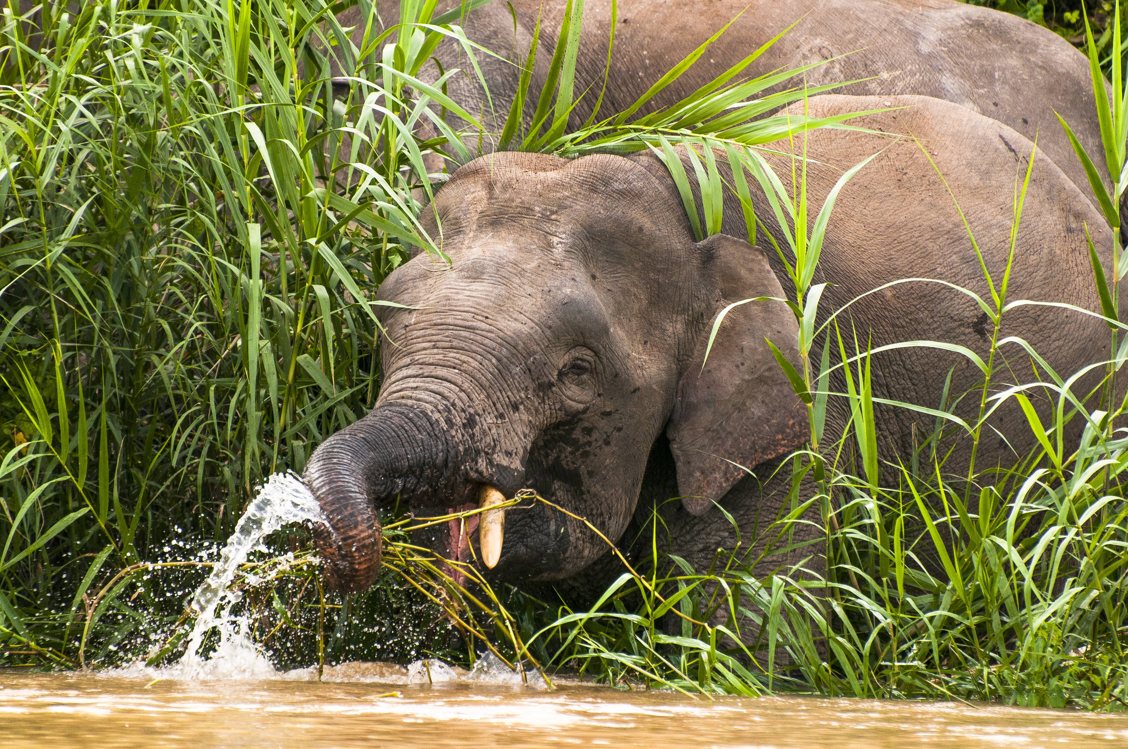 Elephants in the wild at the Kinabatangan river in Sabah, Borneo, Malaysia