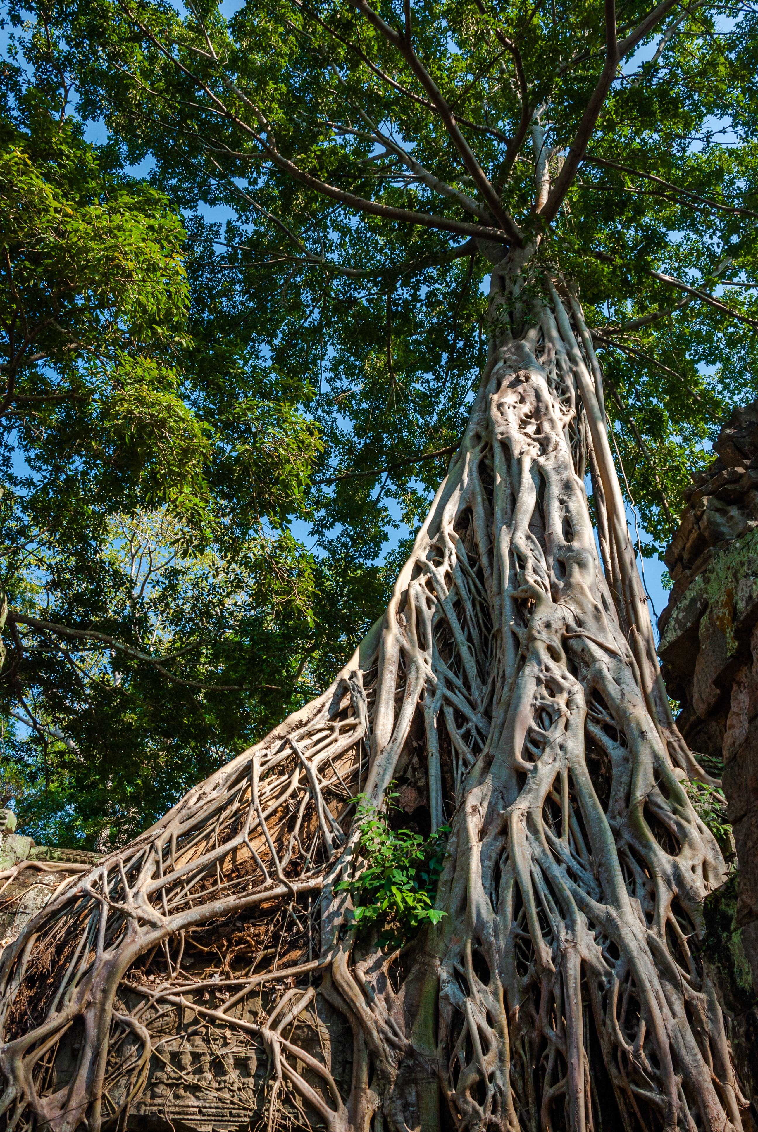 Tree roots around an ancient temple in Cambodia