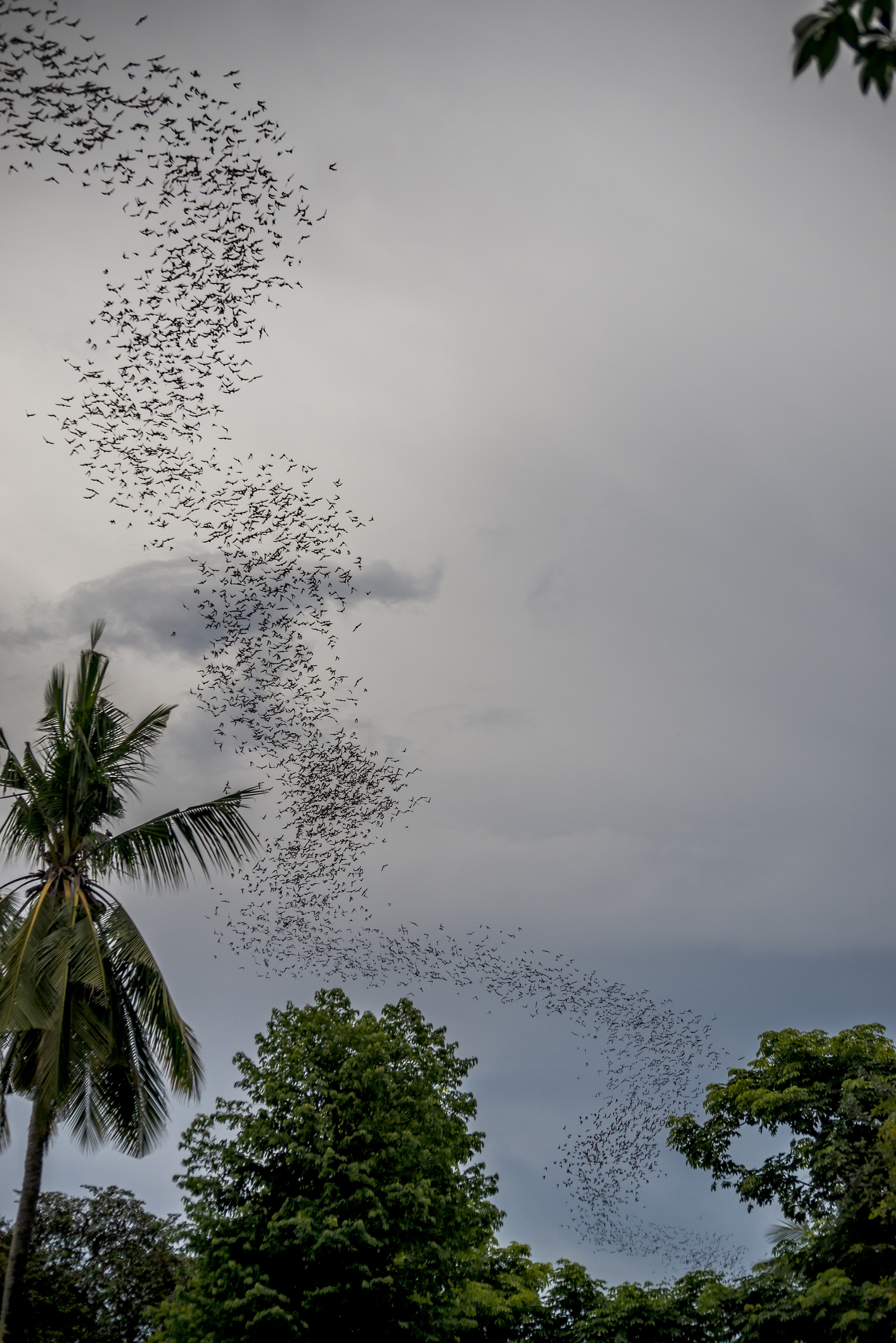 BattambangBatcave_iStock-476457570_JohnKarmouche.jpg Bats at Battambang caves
