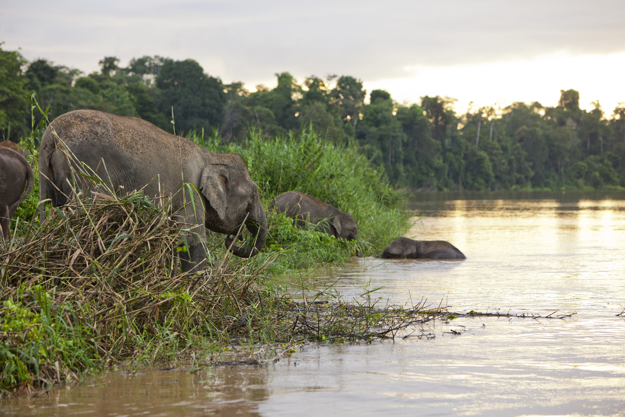 Kinabatangan River_iStock-488795308_davidevison.jpg Elephant on the banks of the Kinabatangan River
