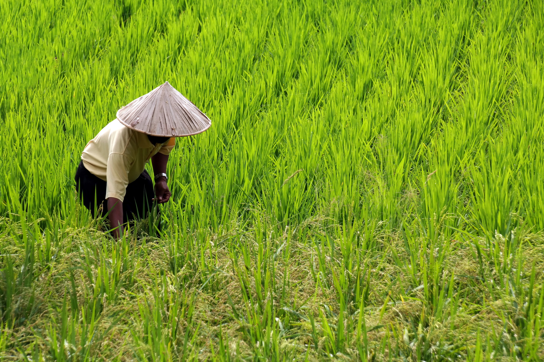 Ky Son_iStock-1202666433_Omer Serkan Bakir .jpg Rice farming in Ky Son