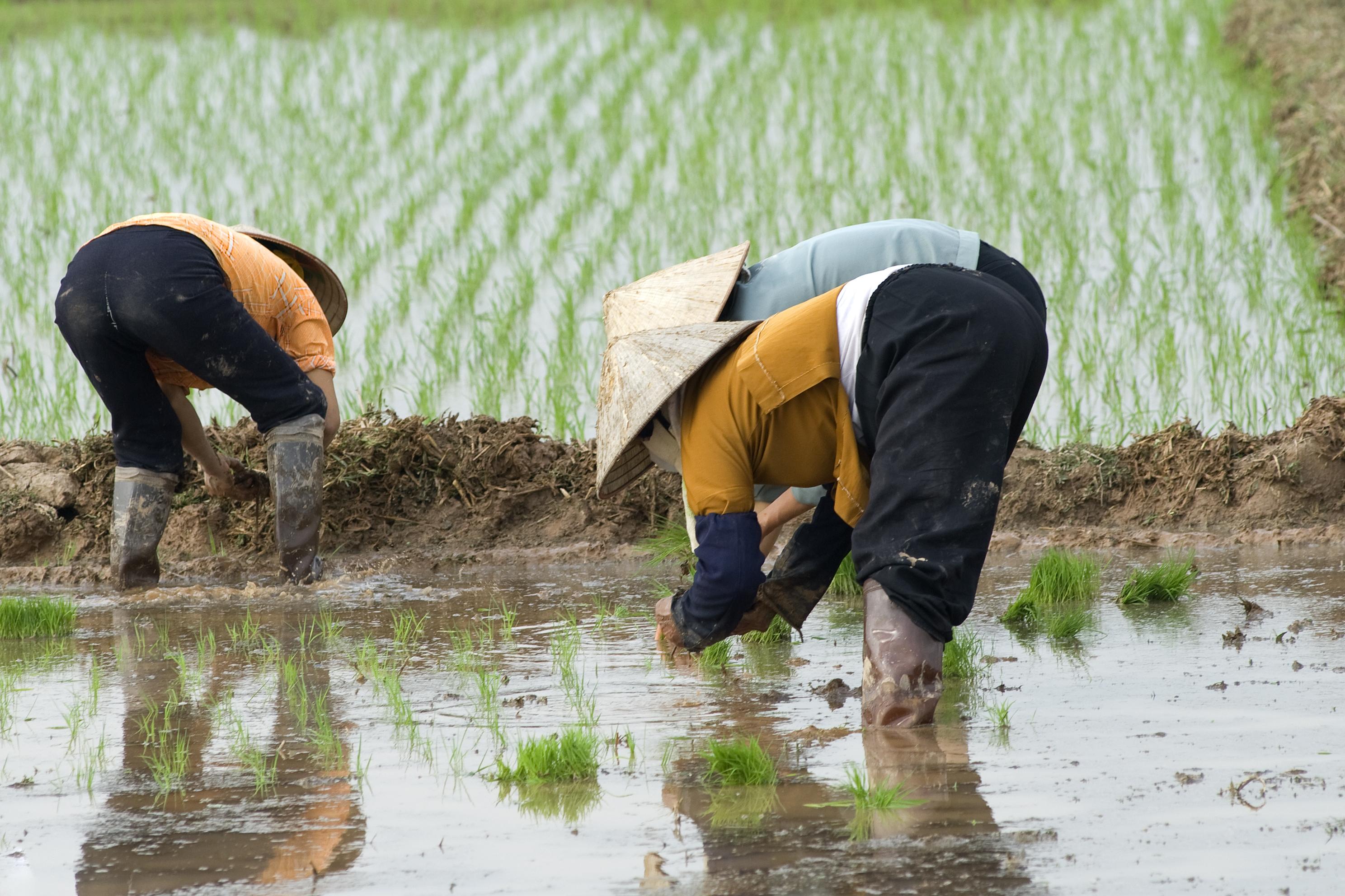 KySon_iStock-109724860_guenterguni (wecompress.com) (1).jpg Rice farming in Ky Son