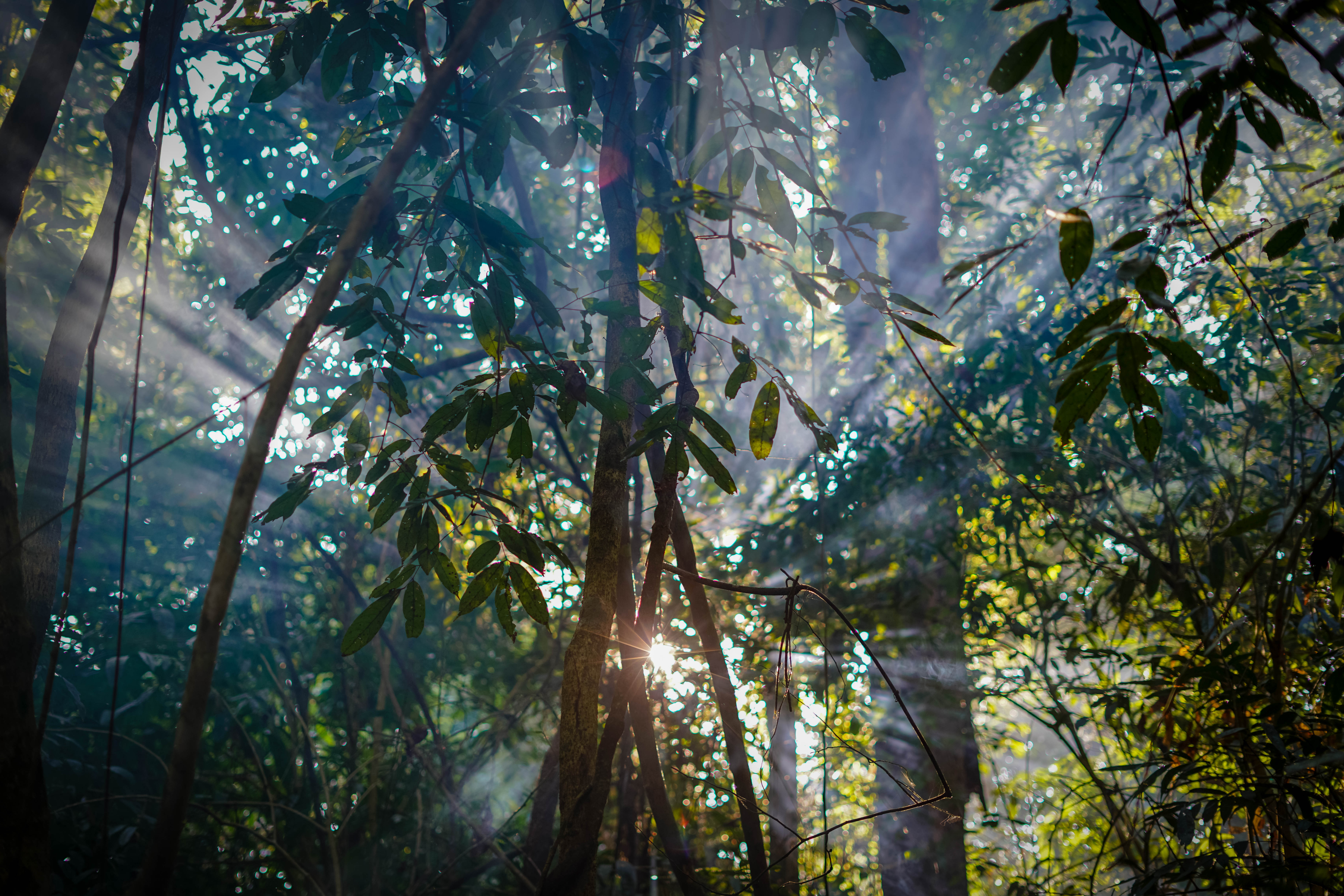 Close up forest scenery in Nam Et Phou Louey NPA