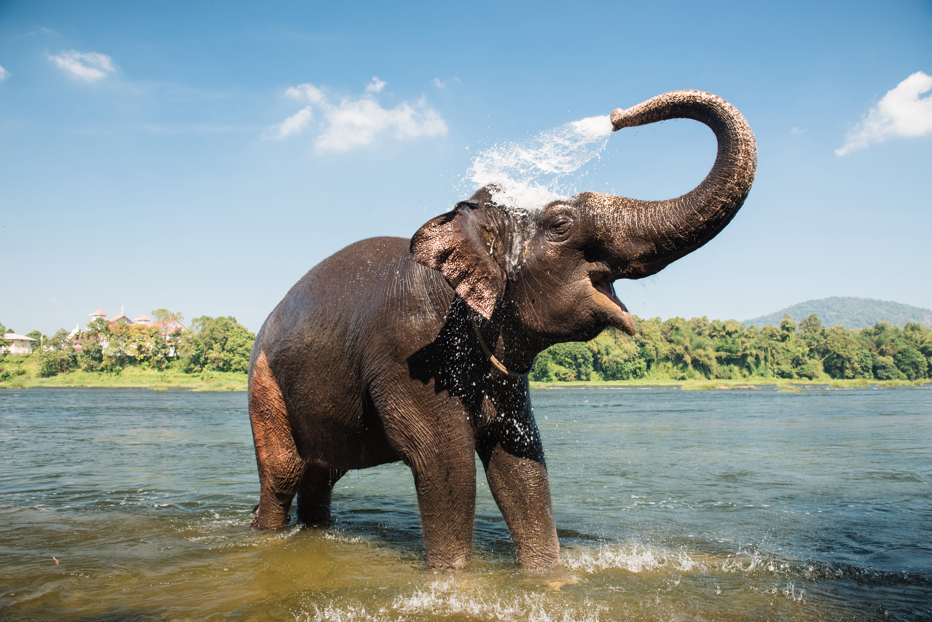 Myanmar---Kalaw---Elephant_istock.png Elephant