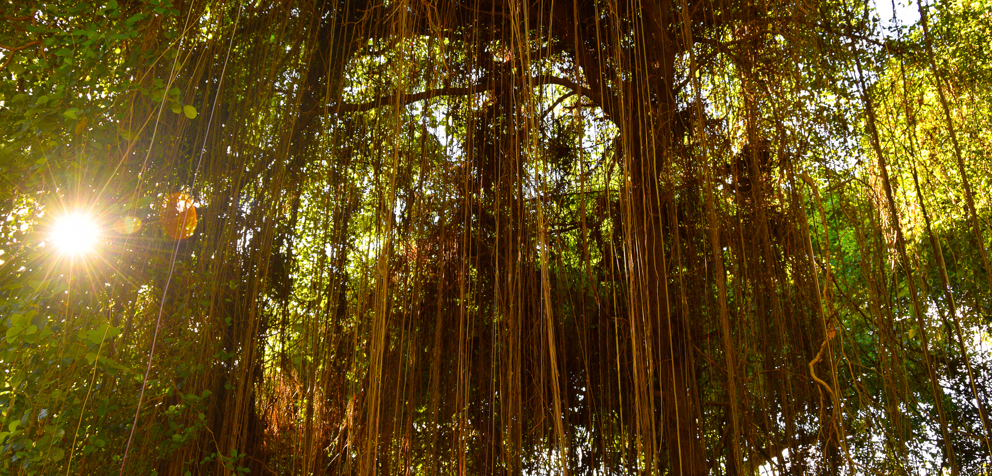 SS Hero_iStock-695873808_resize_iStock, ©bigtunaonline.jpg Sunlight through the trees