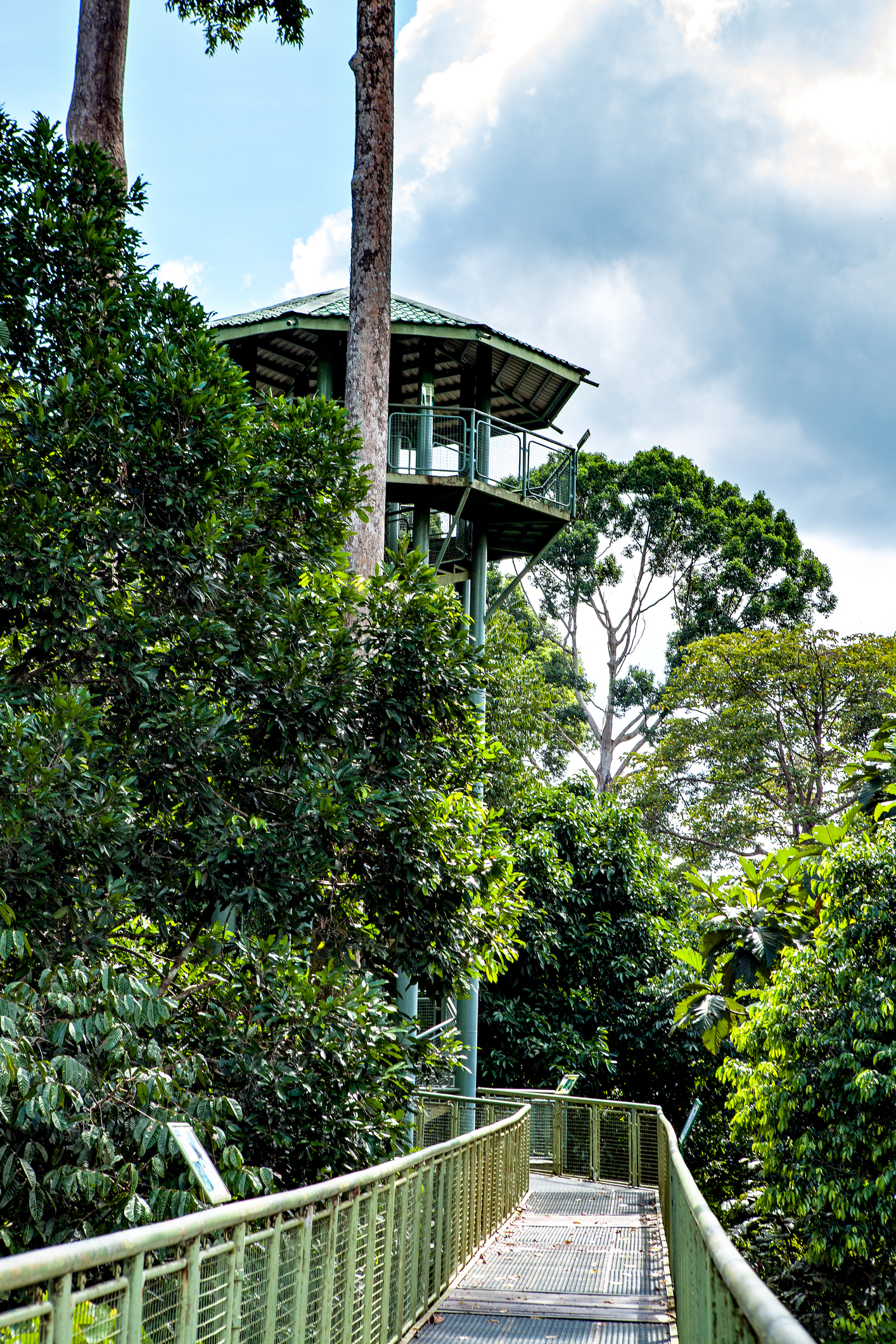 Sepilok_Rainforest discovery centre_iStock-926307030_lenawurm.jpg Sepilok Rainforest Discovery Centre