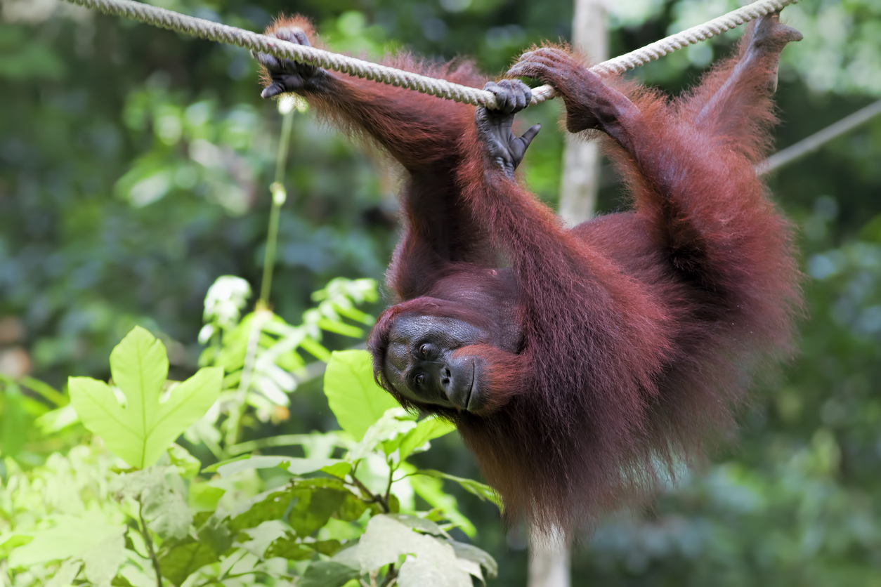 Sepilok_iStock-185424662_kjorgen.jpg Orangutan at Sepilok Orangutan Rehabilitation Centre
