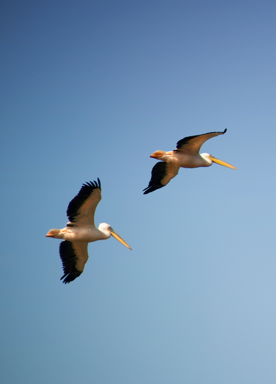 iStock-637773806_manx_in_the_world_resize.jpg Bird spotting in Cambodia