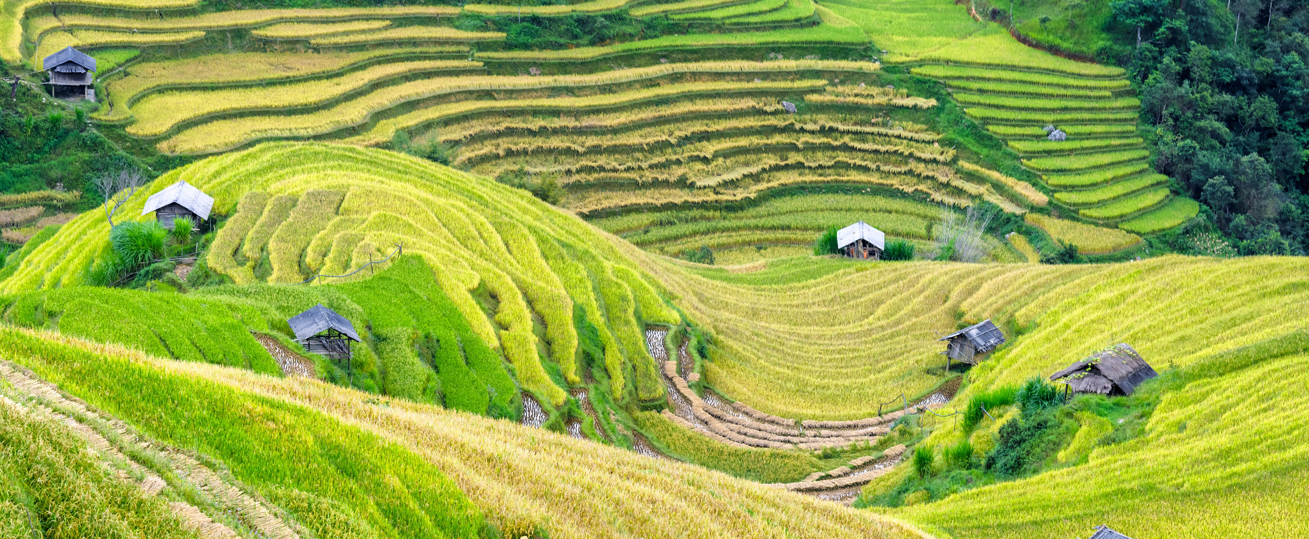 Vietnam hillside