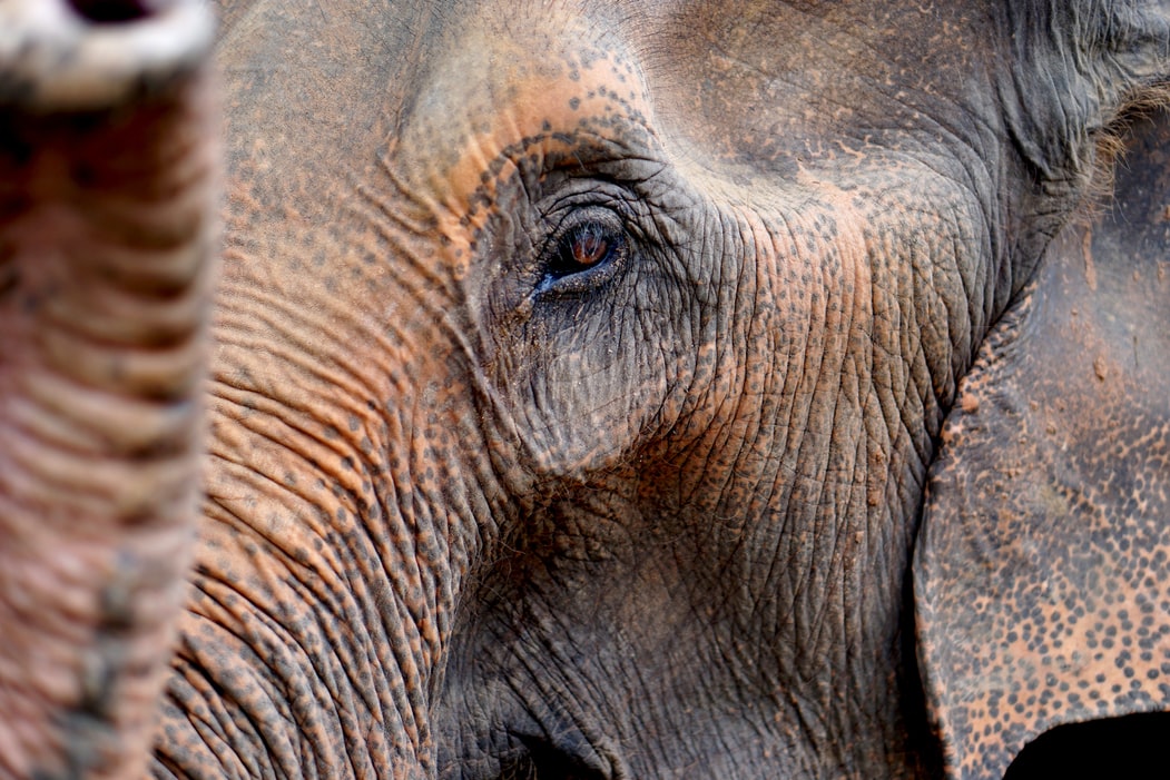 Elephant Petchaburi.jpg Elephant in Thailand