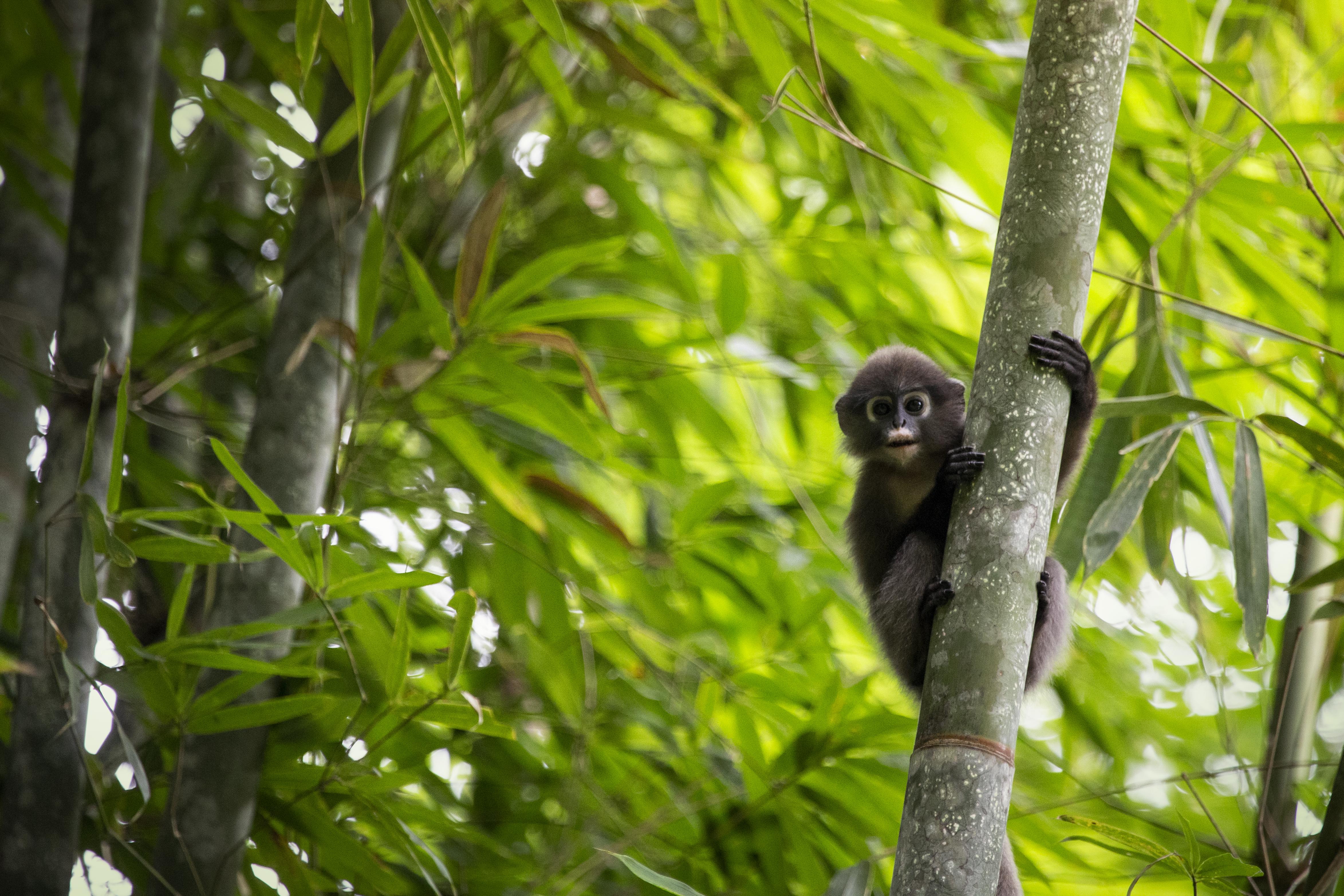Khao Sok National Park Thailand Wildlife - Dusky Langur ©ELEPHANT HILLS 2 (wecompress.com).jpg Gibbon in Khao Sok NP - ©ELEPHANT HILLS