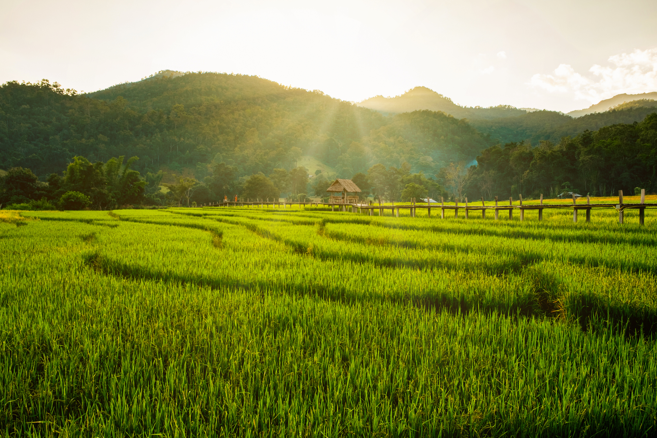 PLACE HERO - Boon Ko Ku So (Kho-Ku-So) bamboo bridge at Pai, Mae Hong Son_iStock-1196786540_huafires.jpg Rice fields at Pai, Mae Hong Son, Thailand