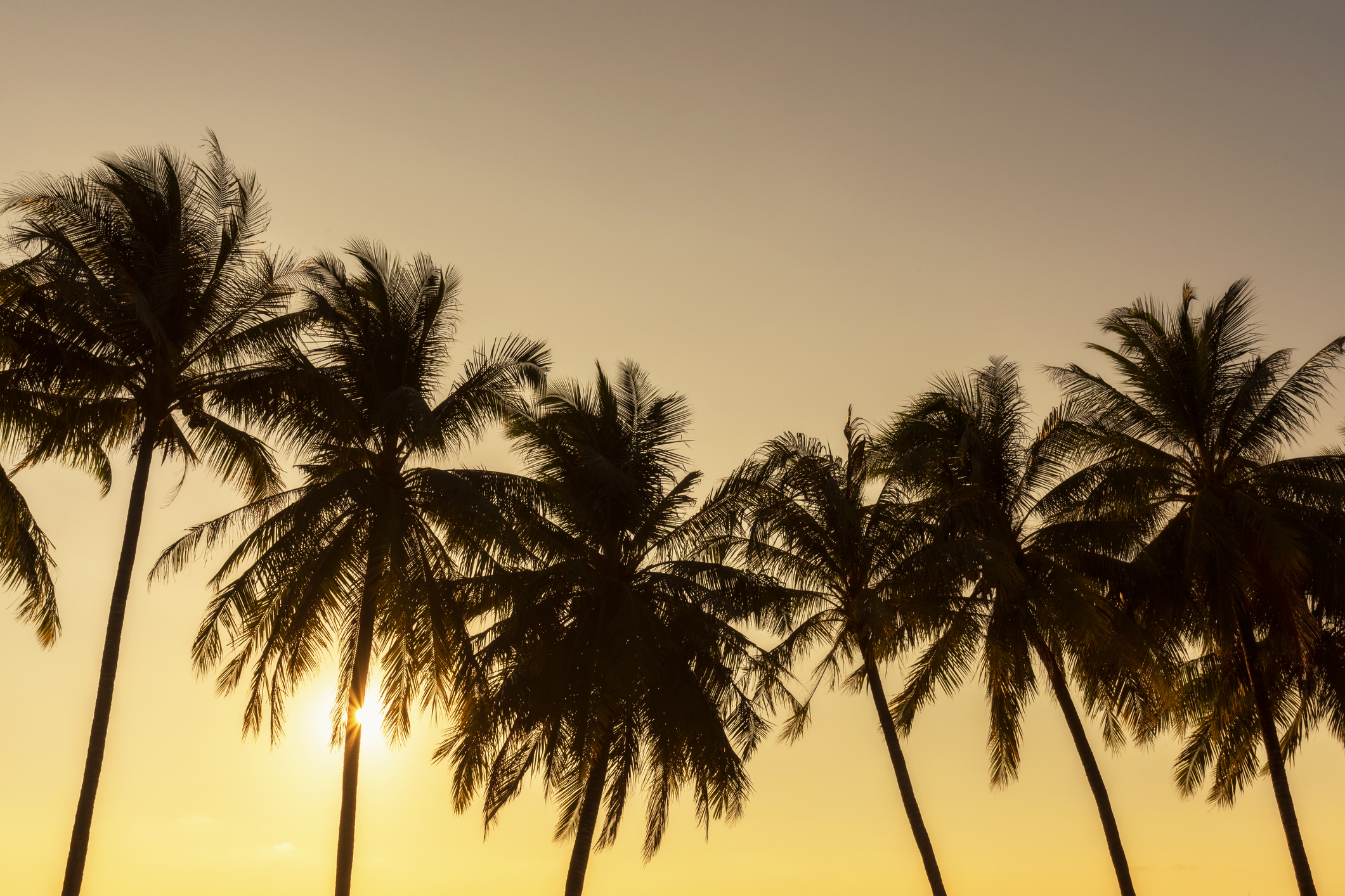 Palm trees at sunset