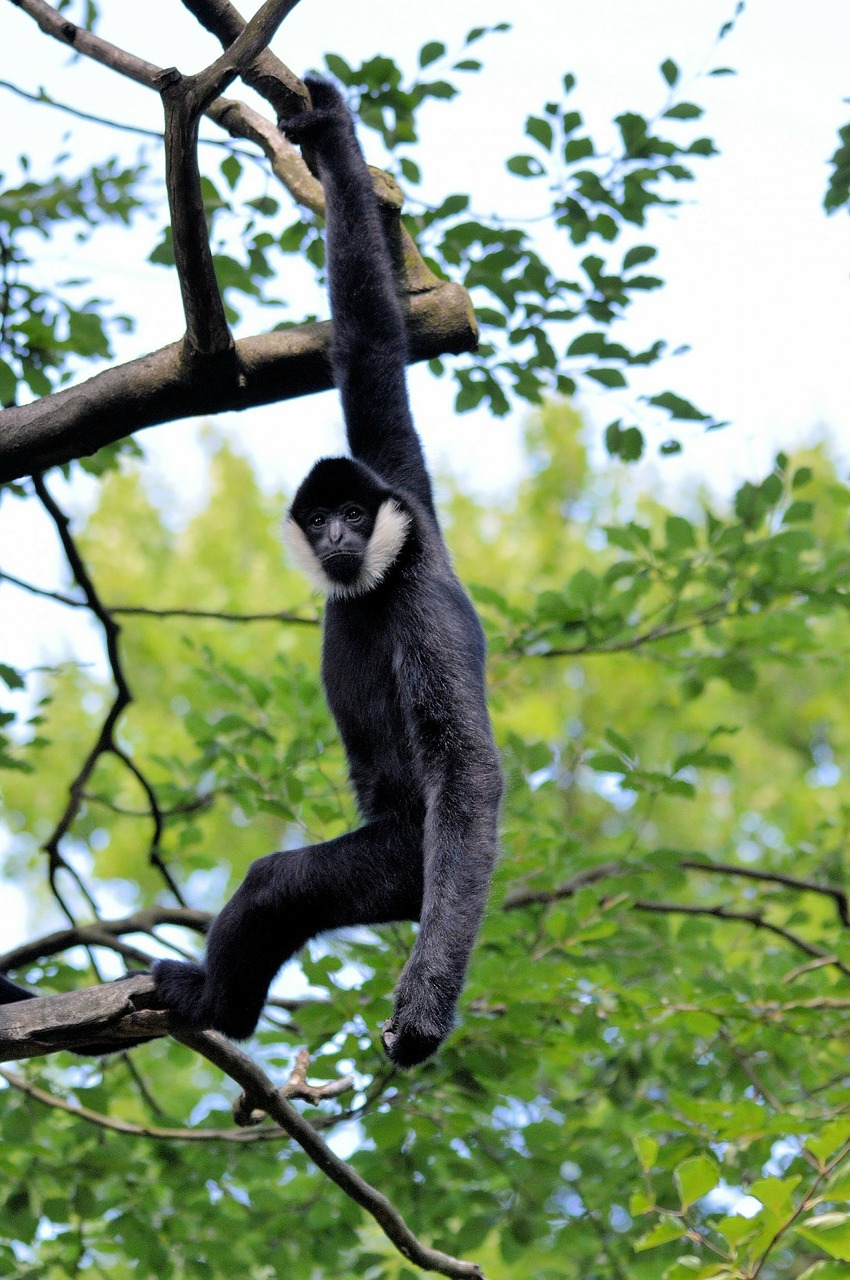 monkey-314931_1280.jpg Gibbon in Thailand