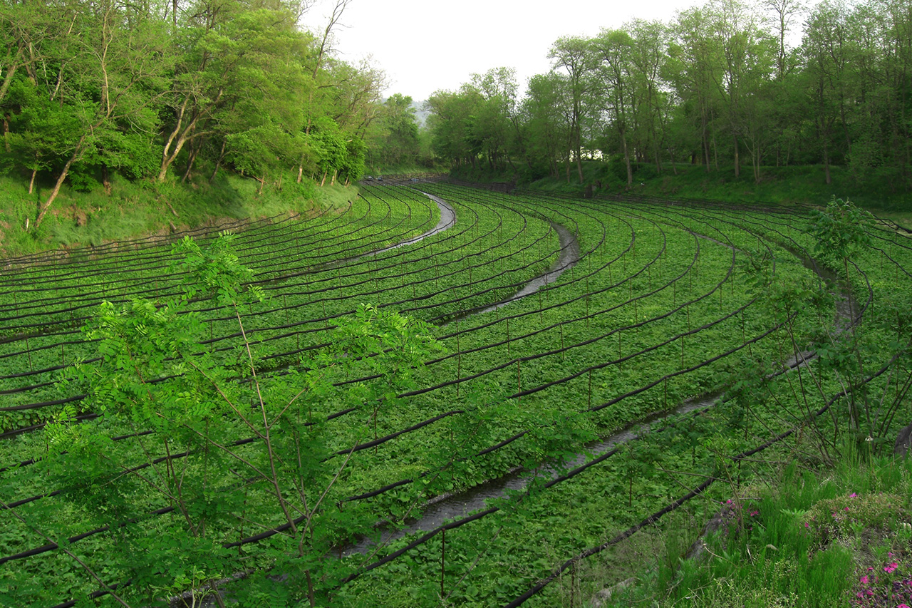 Daio Wasabi farm_s.jpg Wasabi fields at Daio Wasabi farm