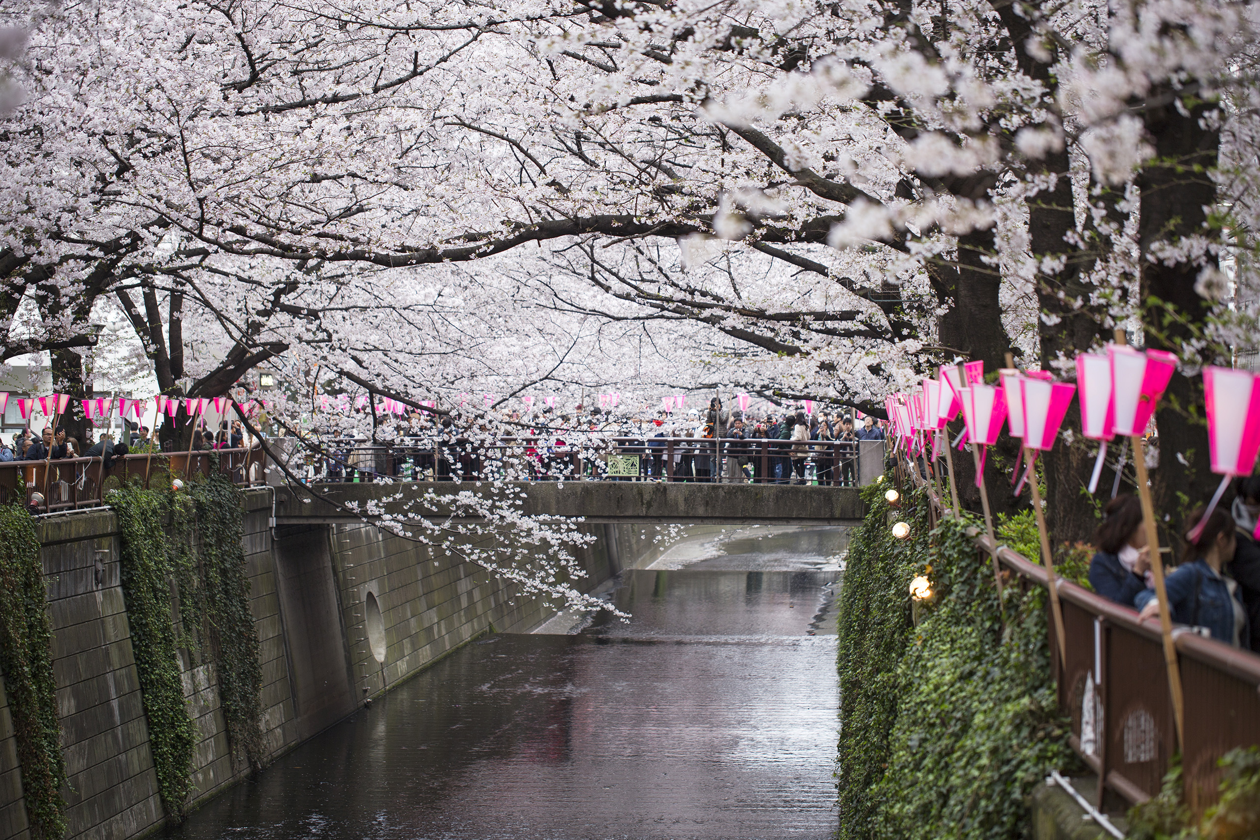 Places-Hero-Naka-Meguro5.jpg Cherry blossom along riverside in Tokyo