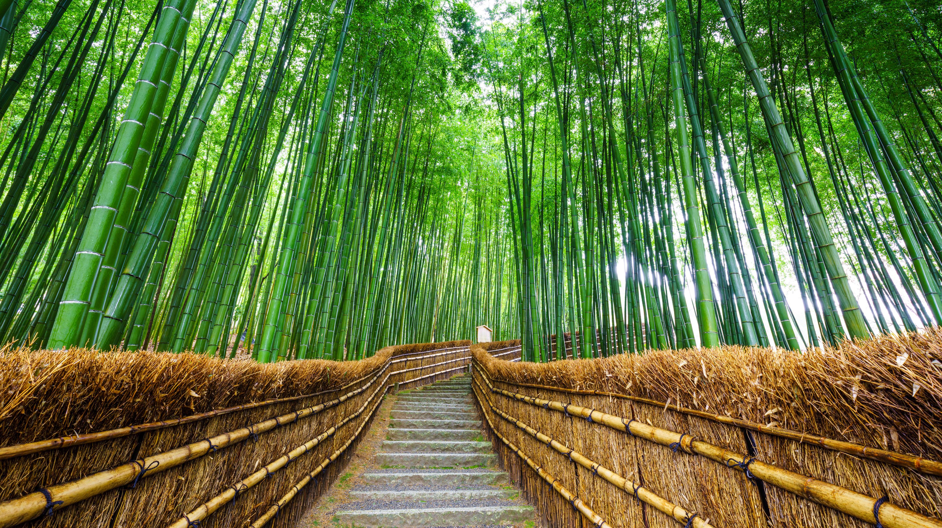Bamboo Forest.jpg Arashiyama bamboo forest