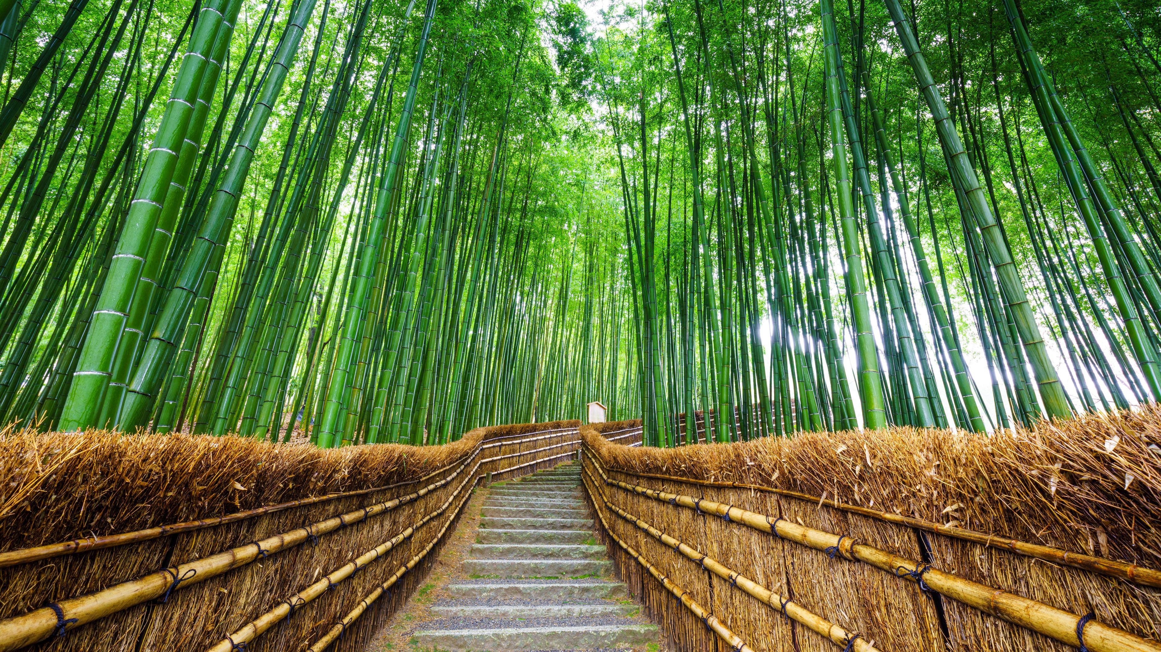 Arashiyama bamboo forest