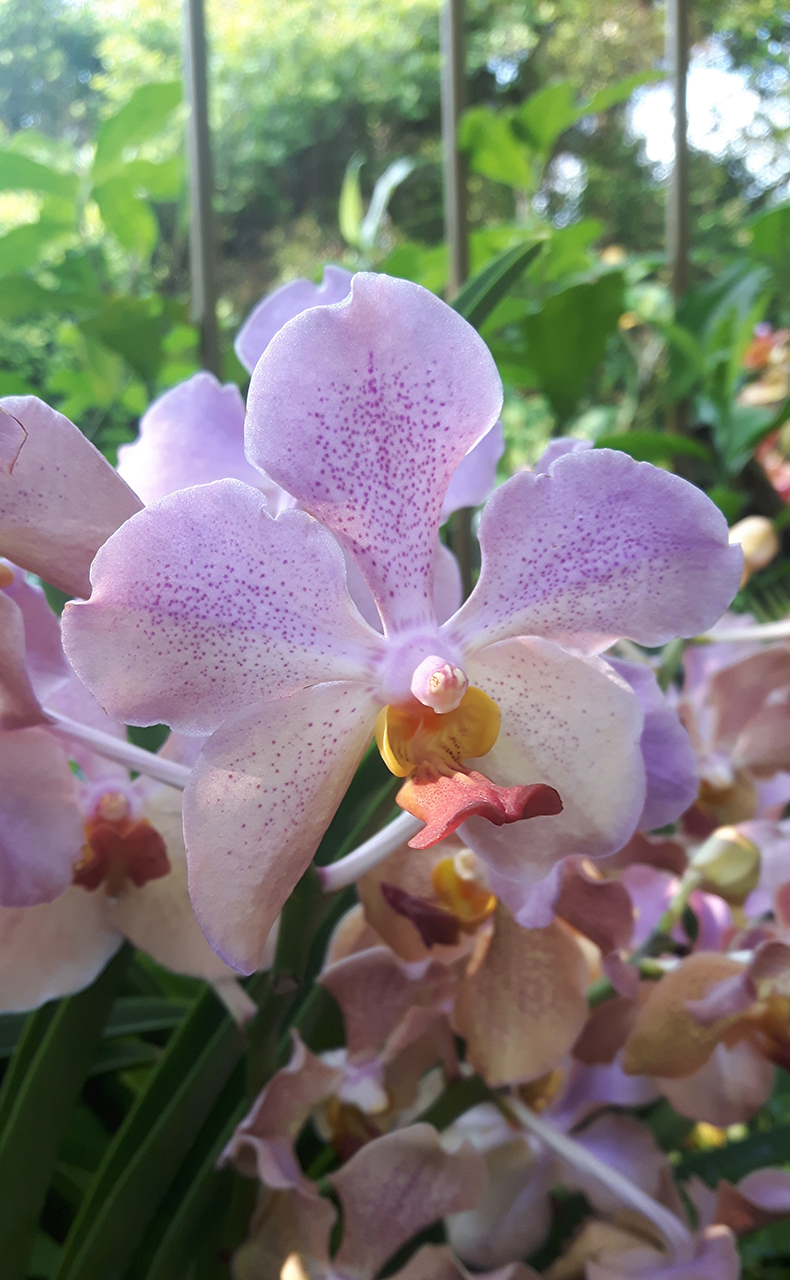 National-orchid-garden-singapore Purple orchid in Singapore National Orchid Garden