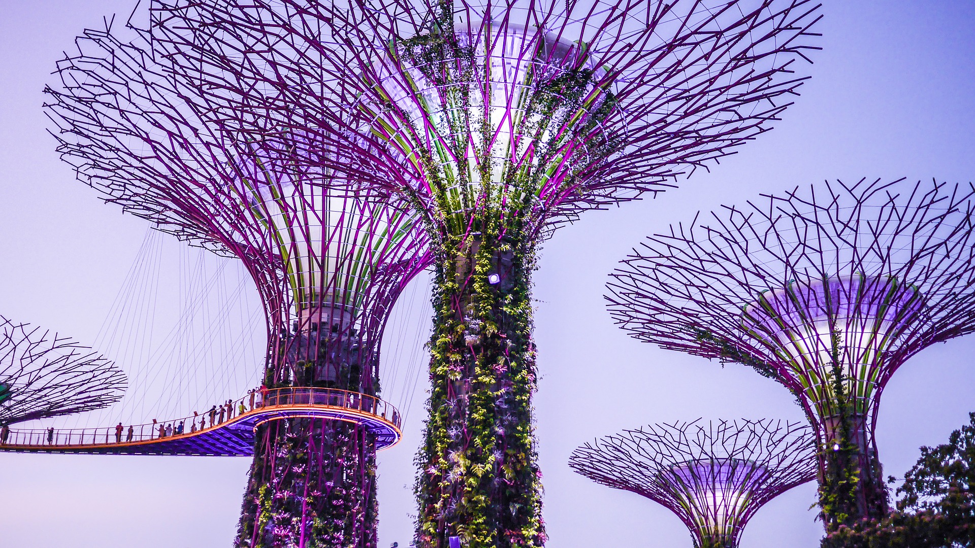 Singapore_Gardens_by_the_Bay_Unsplash.jpg Purple illuminated supertrees with walkways