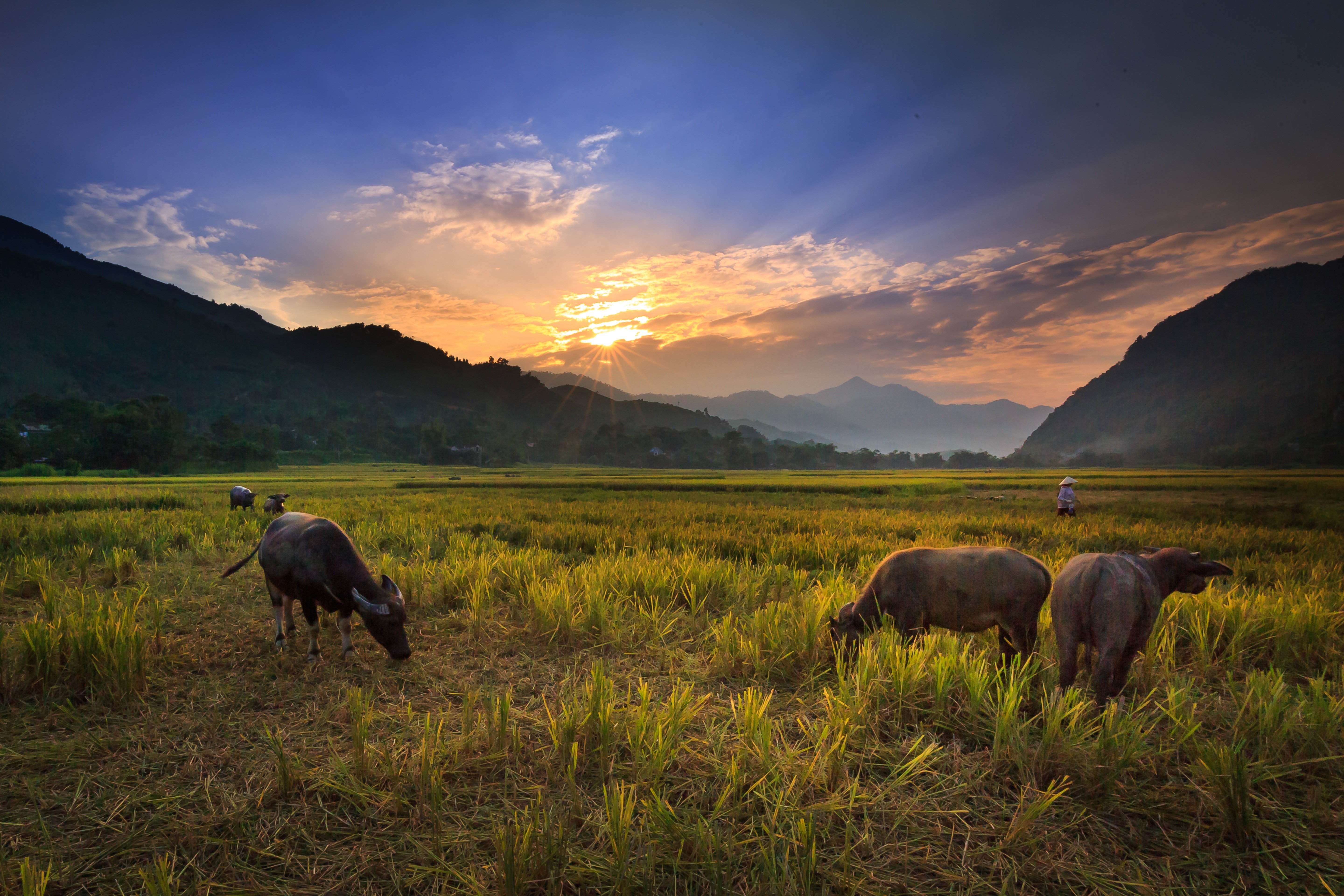 TNTHERO_buffalo-on-the-rice-field-northern-thailand.jpg Buffalo grazing in rice fields in front of mountains in Northern Thailand