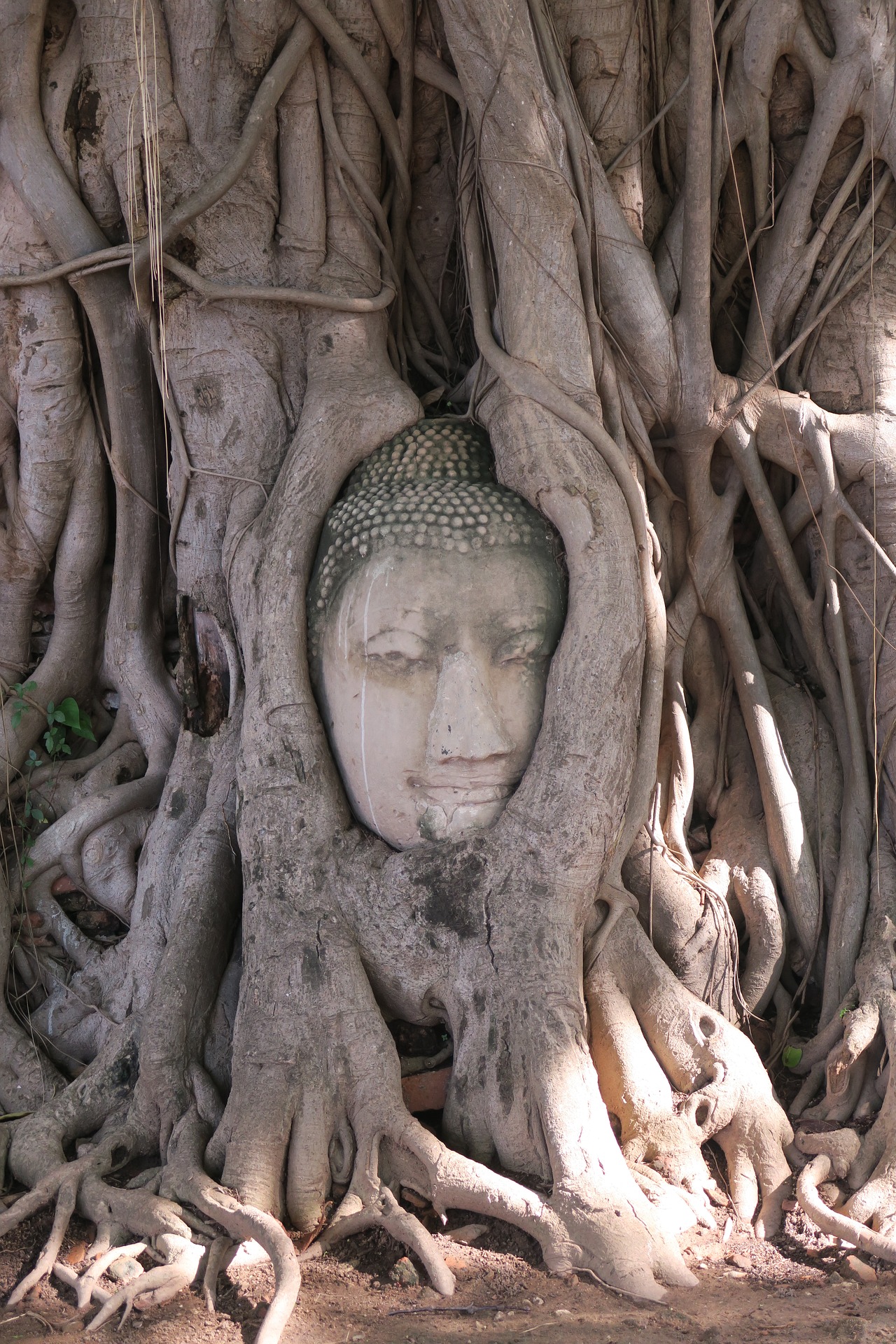 ayutthaya-1606457_1920.jpg Face carving in knotted tree in Ayutthaya