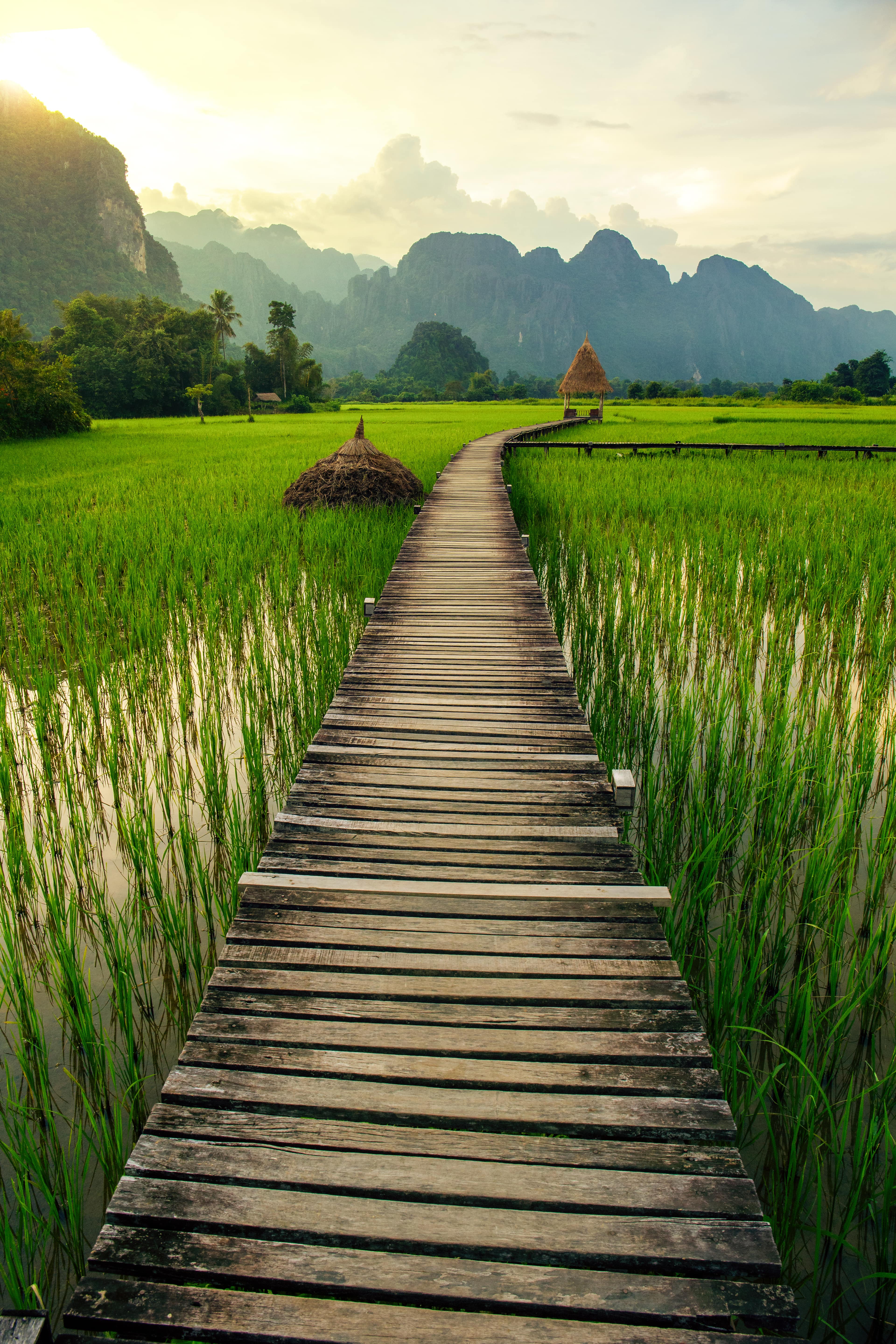 Vang Vieng rice fields.jpg Wooden path leading through rice terraces of Vang Vieng at sunset