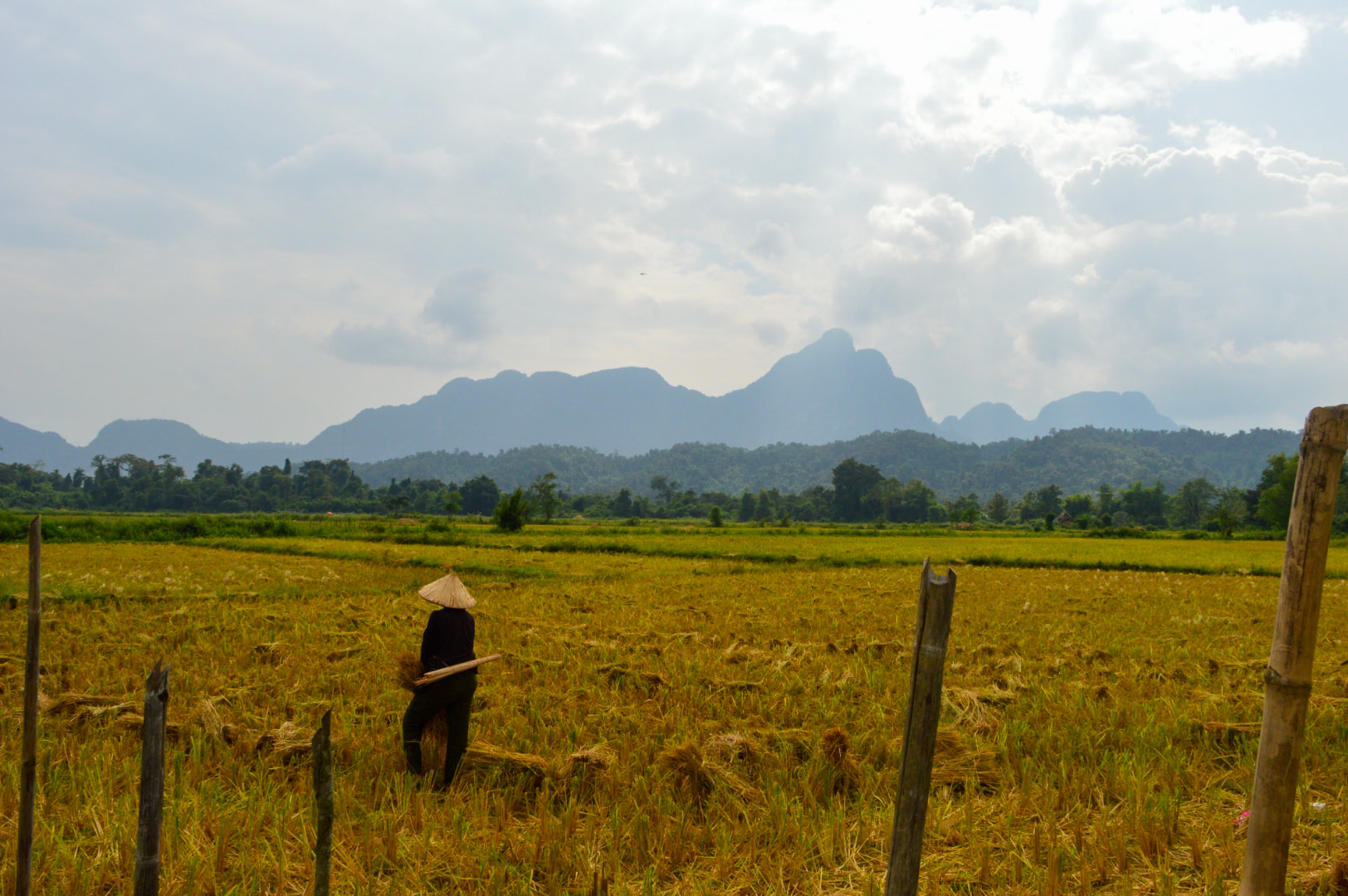 Vang Vieng_.jpg Farmer working in rice fields of Vang Vieng with karst mountains in the background