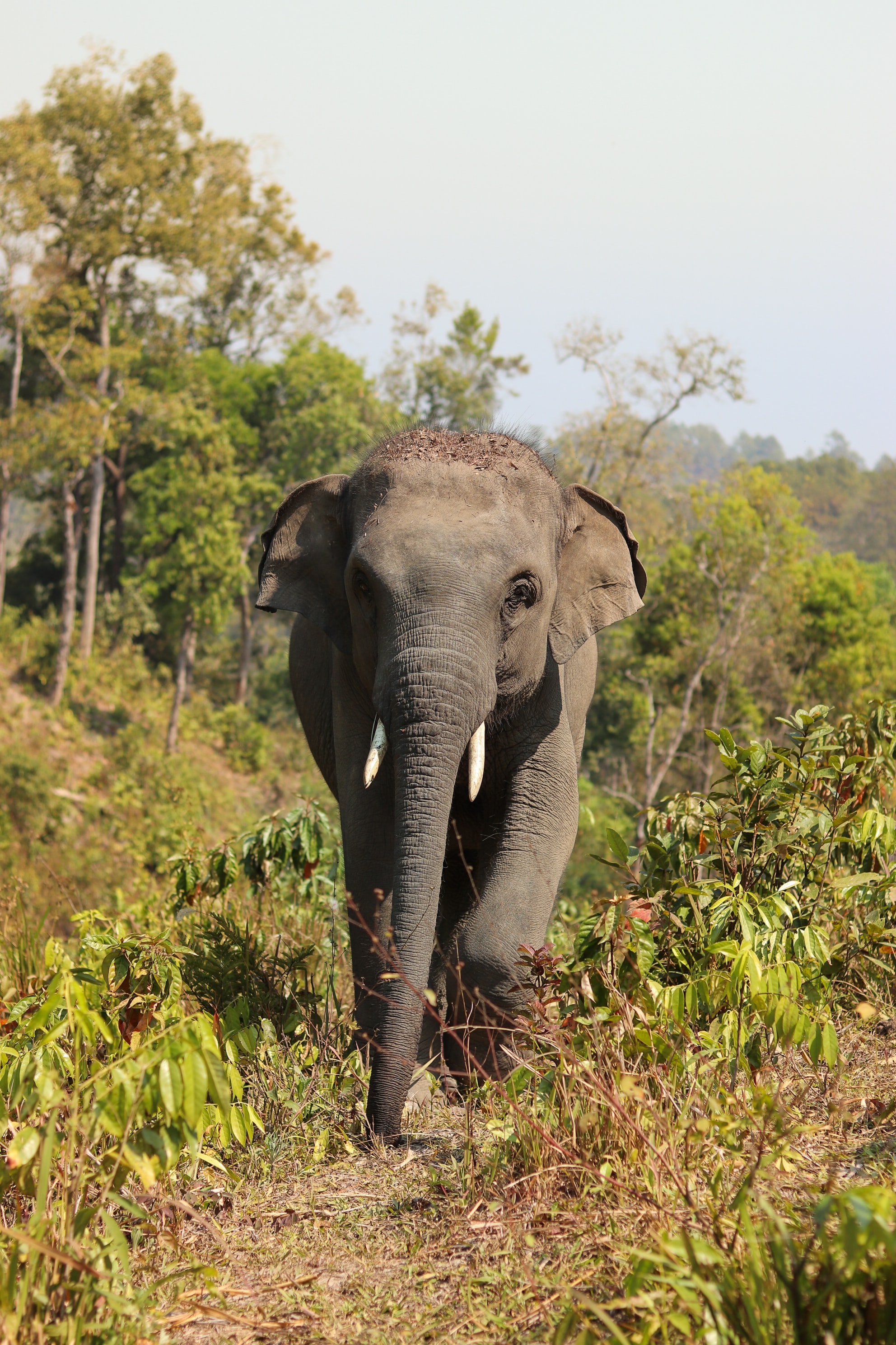 Thai elephant.jpg Elephant walking through undergrowth in Thailand