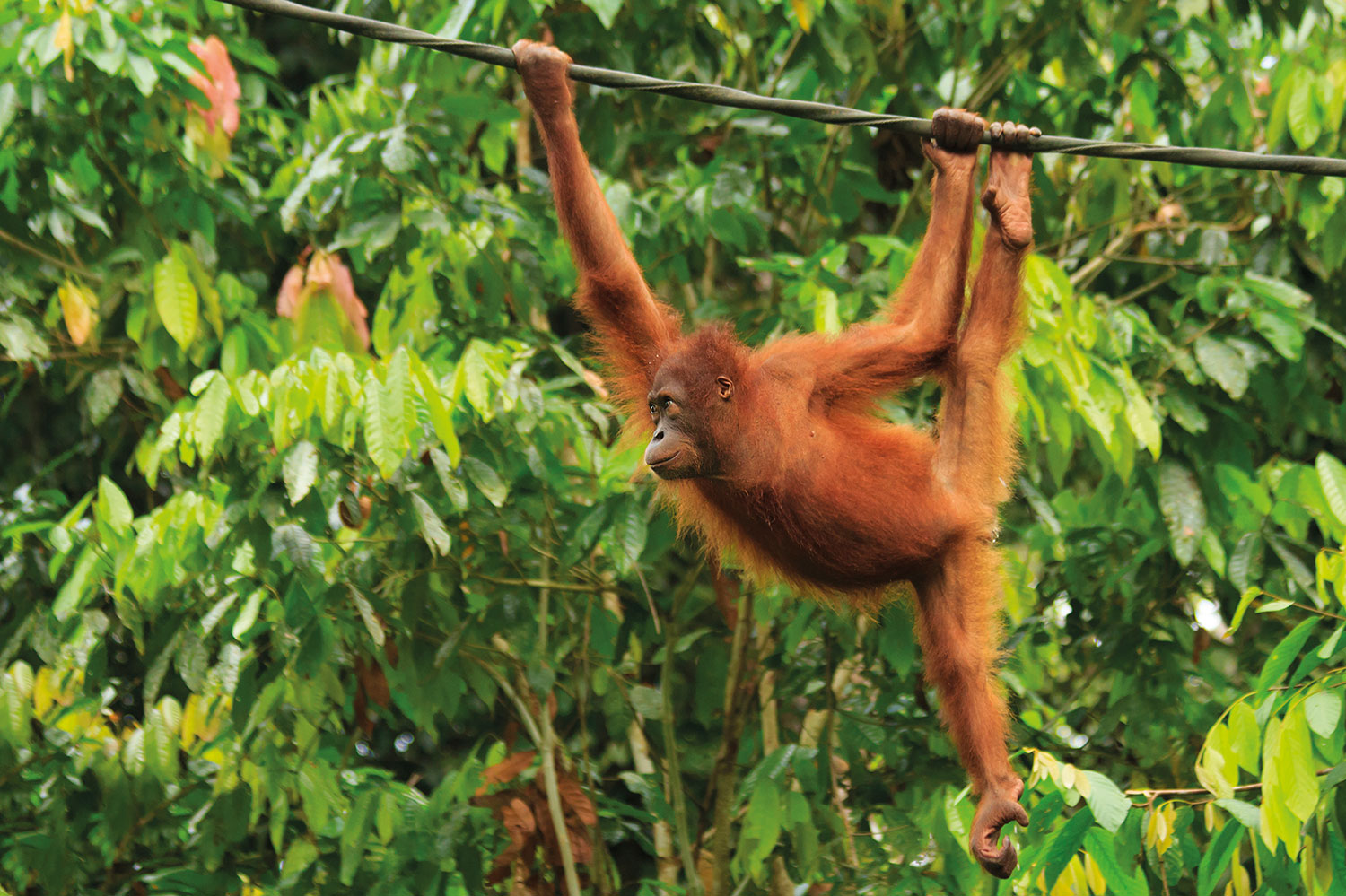 borneo tour from toronto