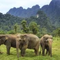 Ethical elephant experience in Khao Sok National Park with Elephant Hills