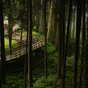 A forest with a boardwalk trail