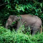Borneo-Kinabatangan-River-Wildlife-River-Safari-on-Kinabatangan-River-Rob-Hampson-Unsplash