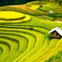 Sapa rice terraces, VIetnam